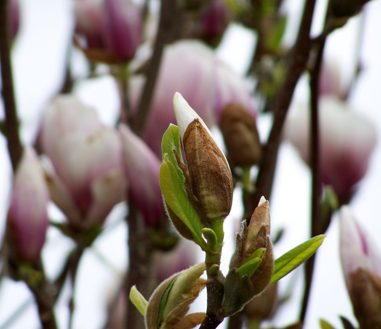 Kodak EASYSHARE ZD710 ZOOM DIGITAL CAMERA sample photo. Flower, magnolia, nature photography