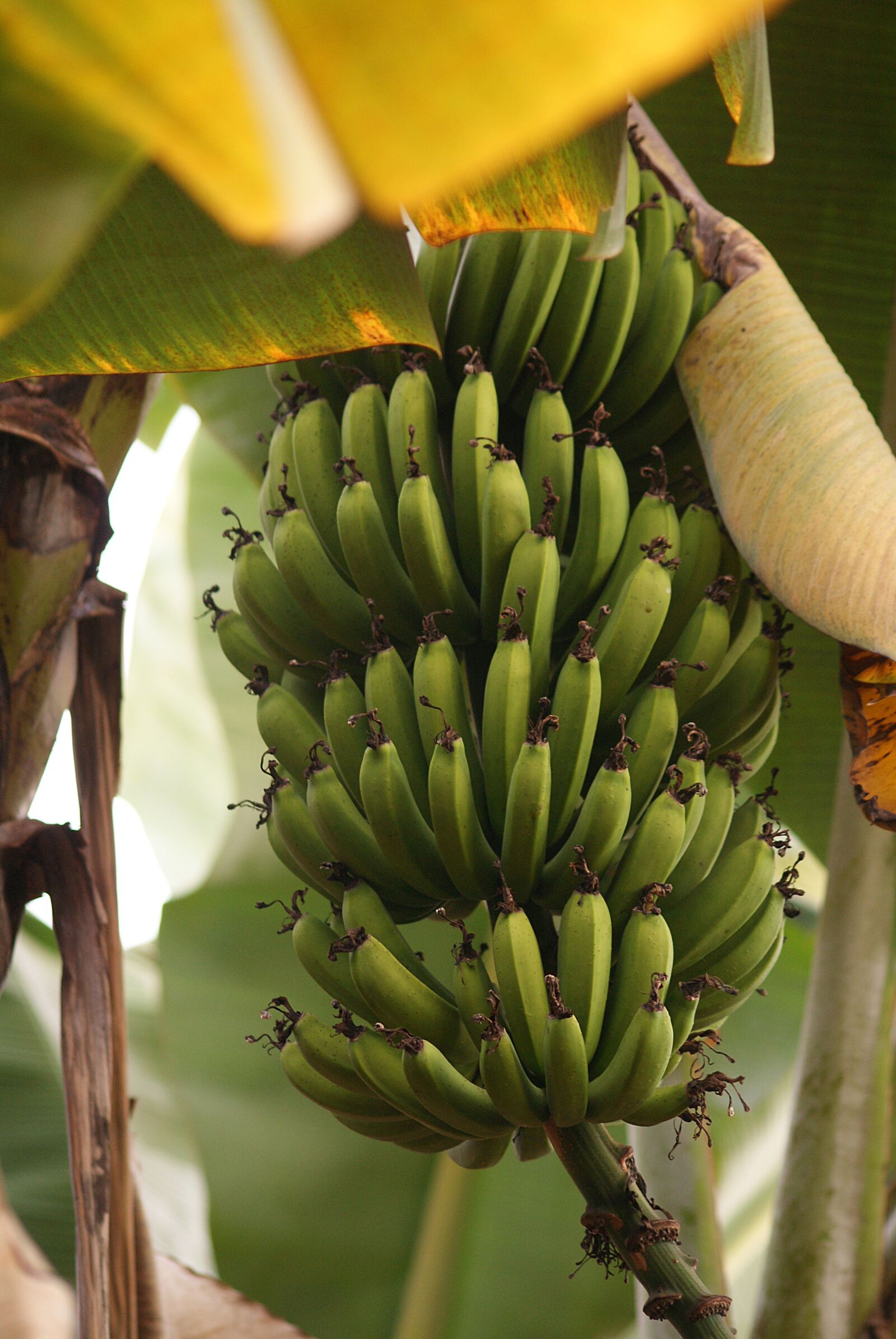 Sony Alpha DSLR-A300 sample photo. Banana, green, agriculture photography