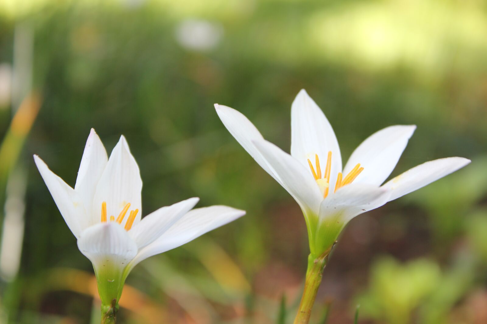 Canon EOS 550D (EOS Rebel T2i / EOS Kiss X4) sample photo. Flower, white, close up photography