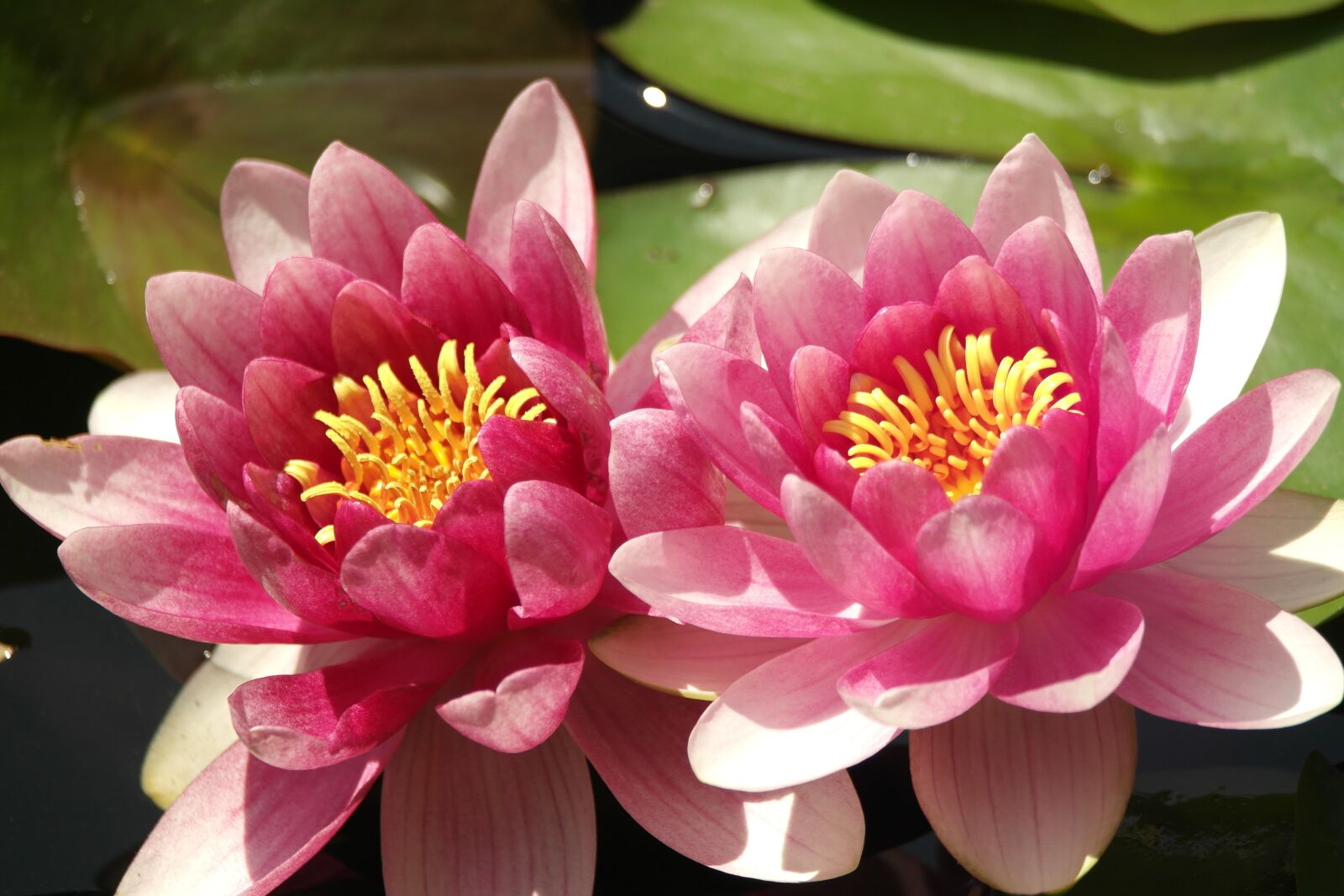 Samsung NX1000 sample photo. Garden, water lilies, blossom photography