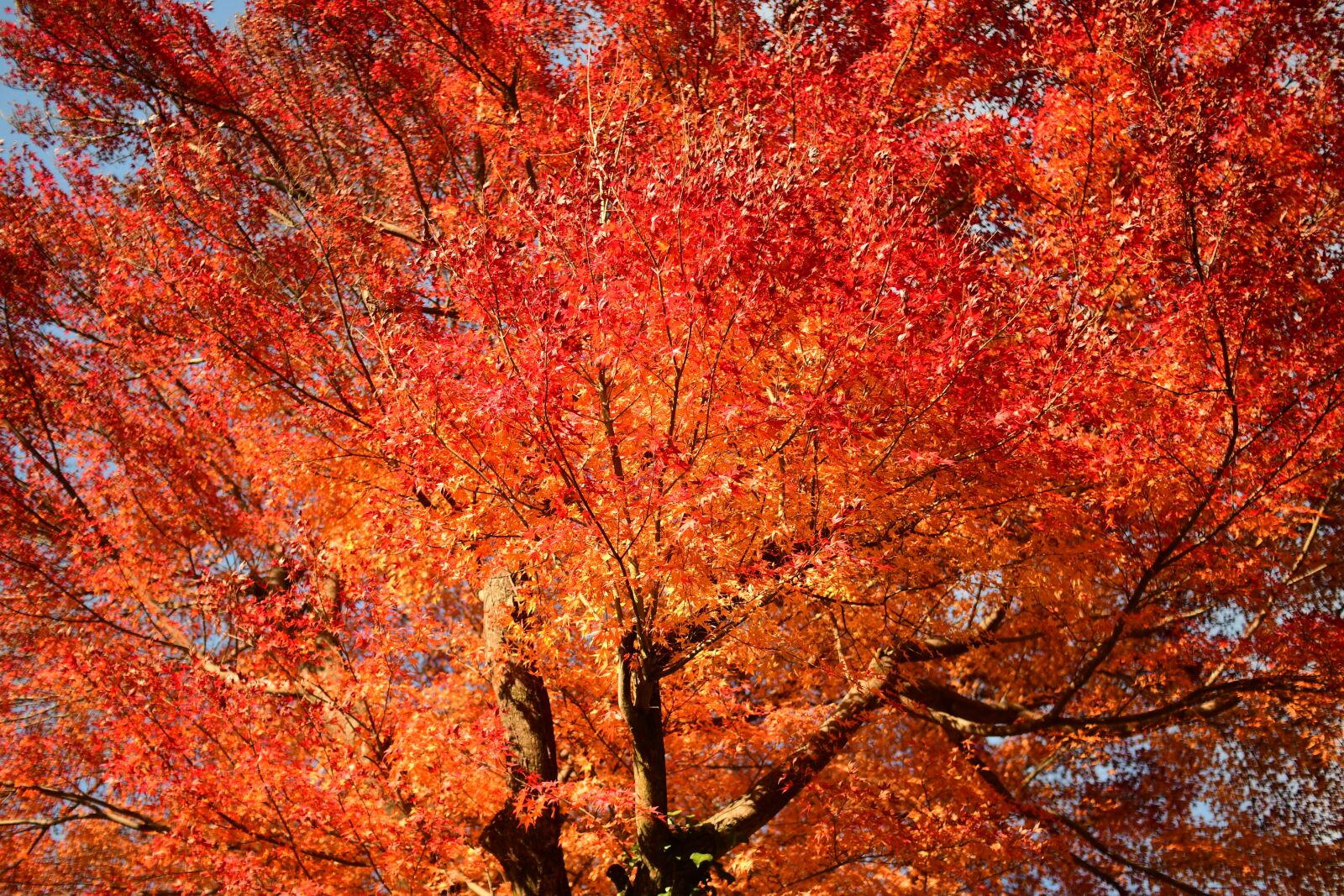 Nikon D500 sample photo. Autumnal leaves, maple, red photography