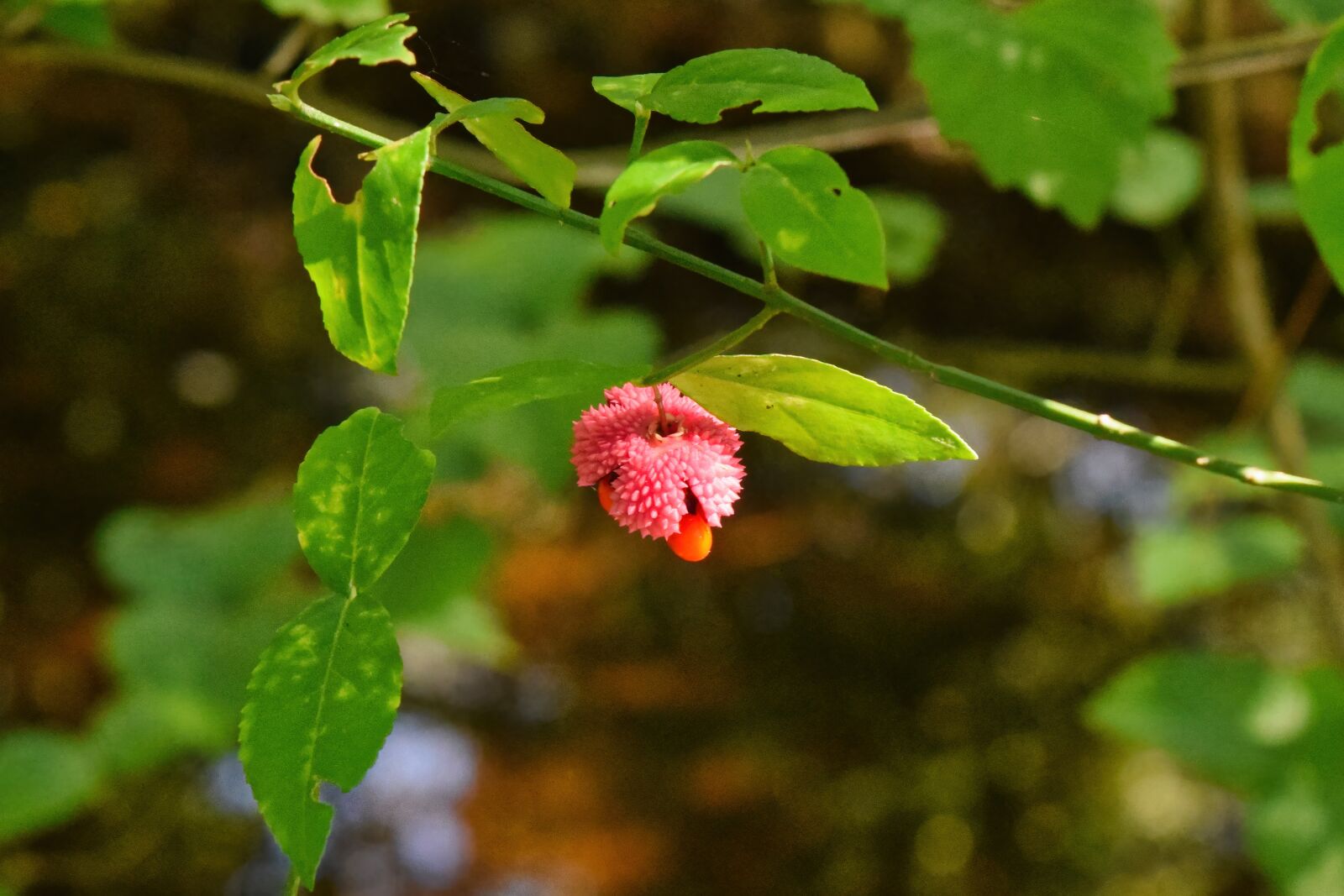 Nikon D3300 sample photo. Strawberry bush, flower, bud photography