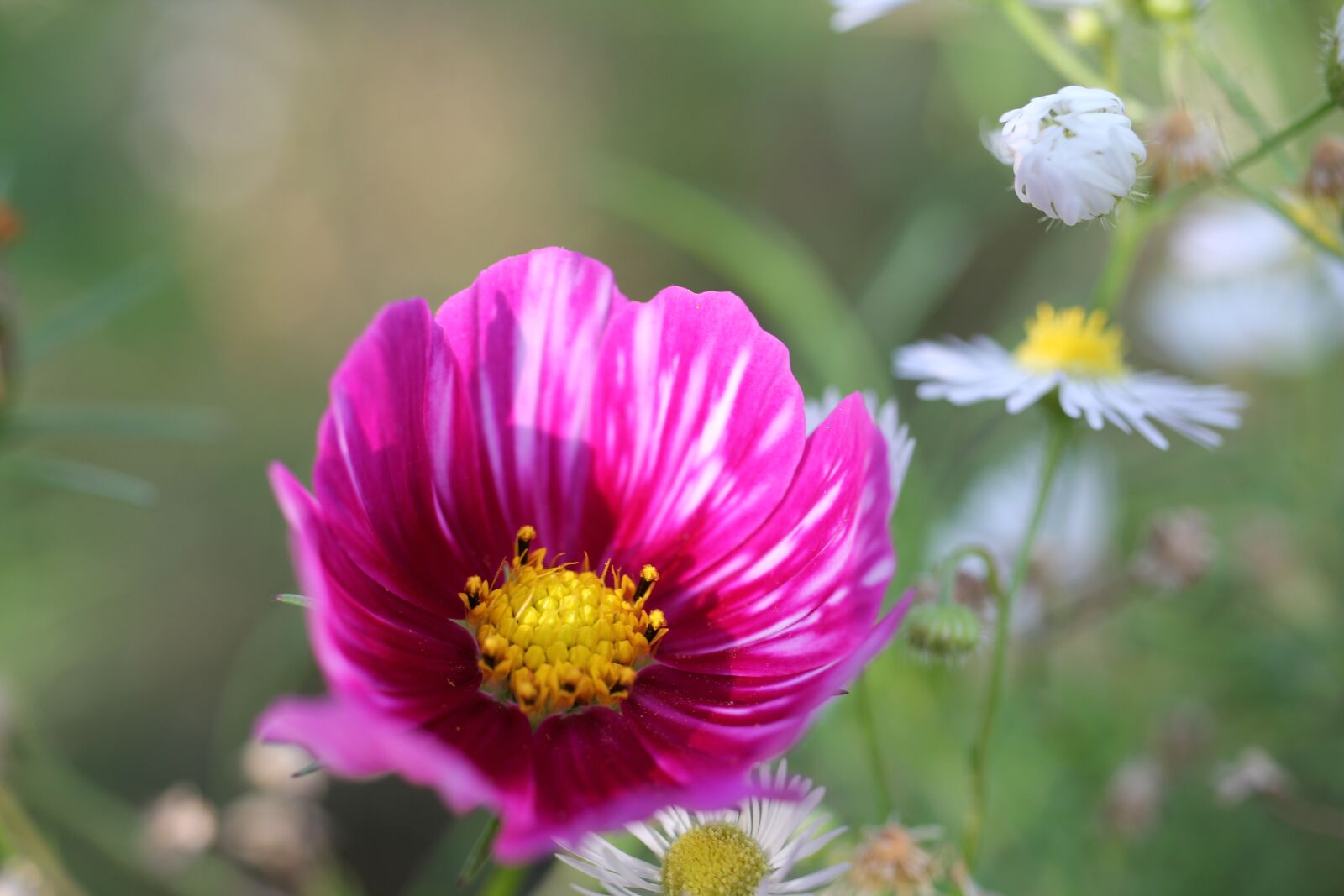 Canon EOS 550D (EOS Rebel T2i / EOS Kiss X4) sample photo. Flower, purple, petals photography