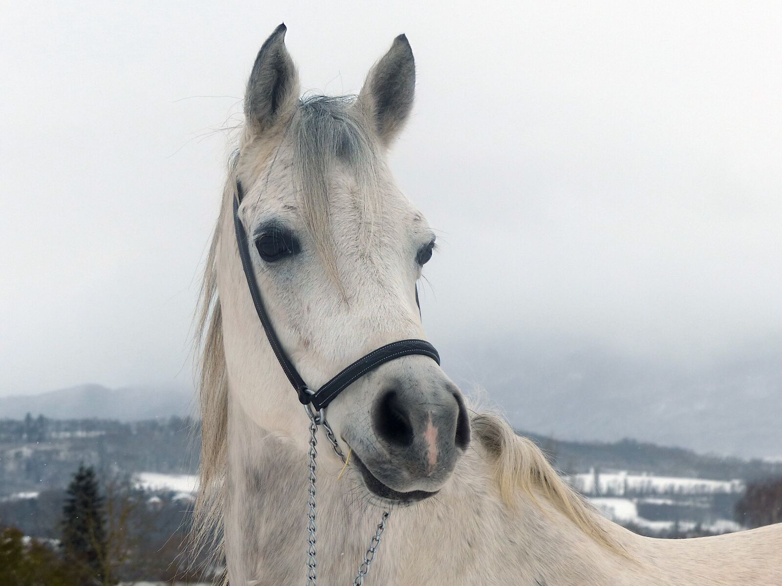 Panasonic Lumix DMC-FZ200 sample photo. Thoroughbred, arabic, snow photography