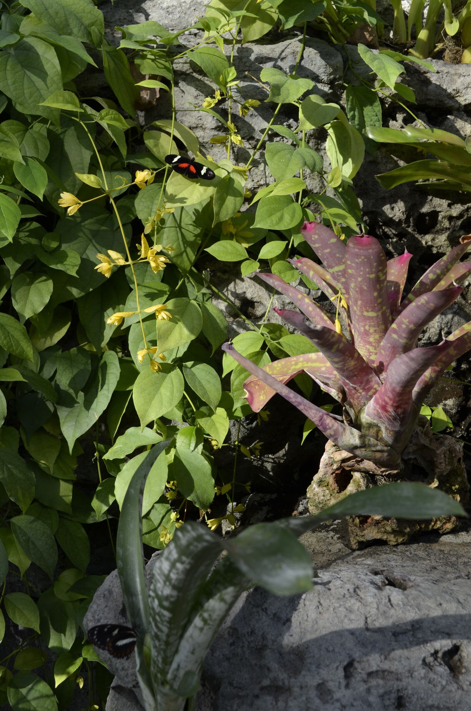 Nikon D5100 sample photo. Butterfly, leaves, plant photography