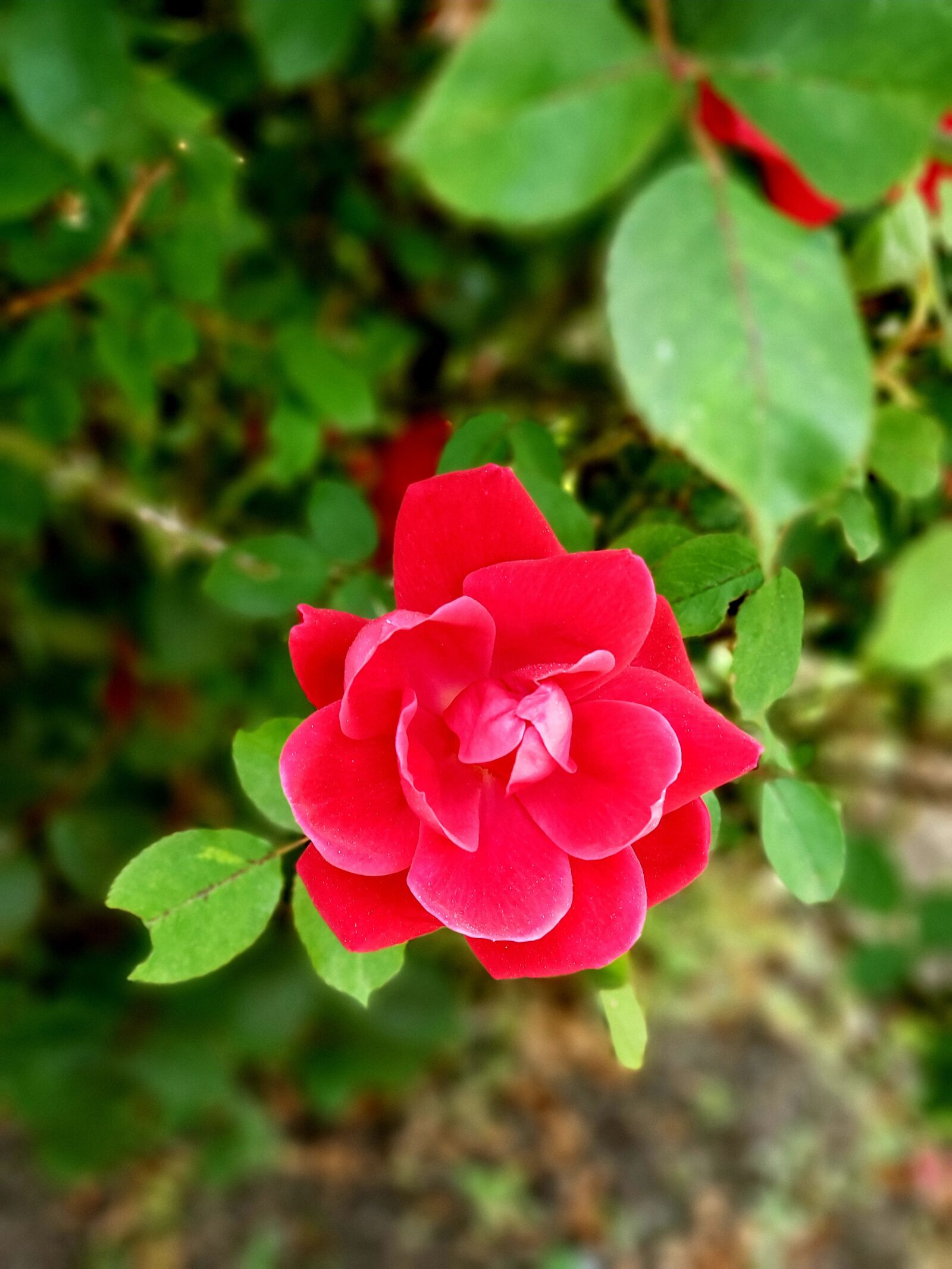 Samsung Galaxy Note9 sample photo. Red, rose, flower photography