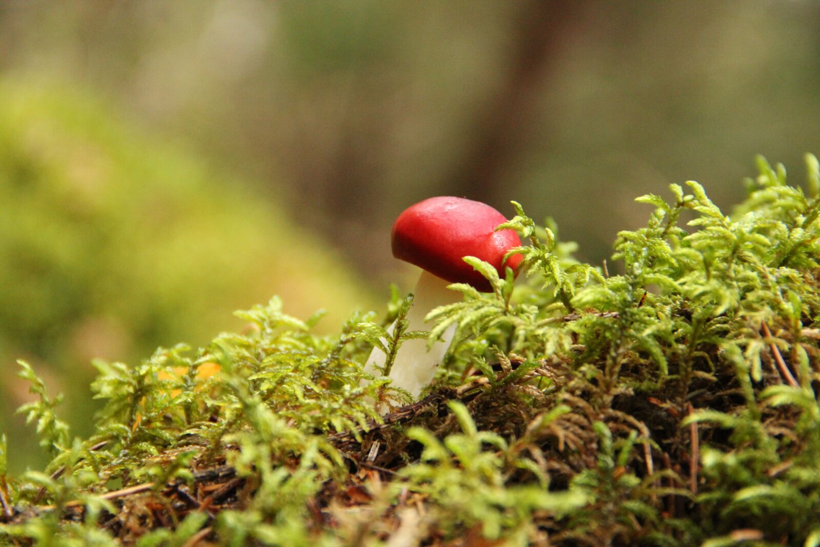 Canon EOS 600D (Rebel EOS T3i / EOS Kiss X5) sample photo. Mushroom, forest, moss photography
