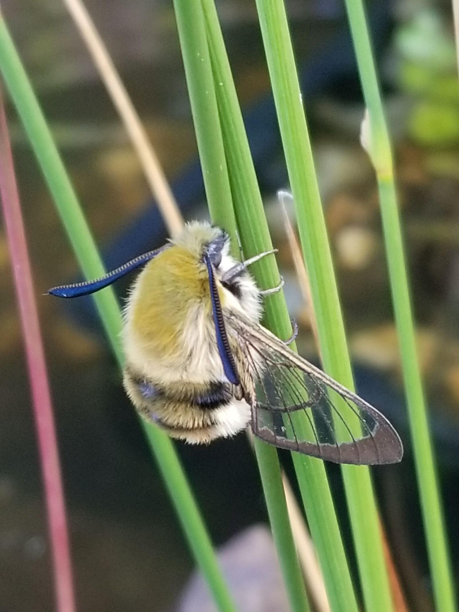 Samsung Galaxy S8 sample photo. Narrow-bordered bee hawk-moth, dunvegan photography