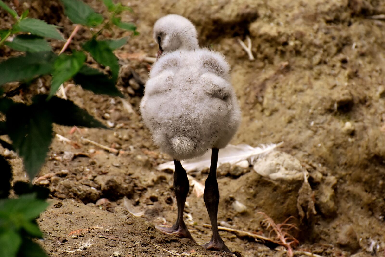 Nikon D7200 sample photo. Flamingo, young bird, chicks photography