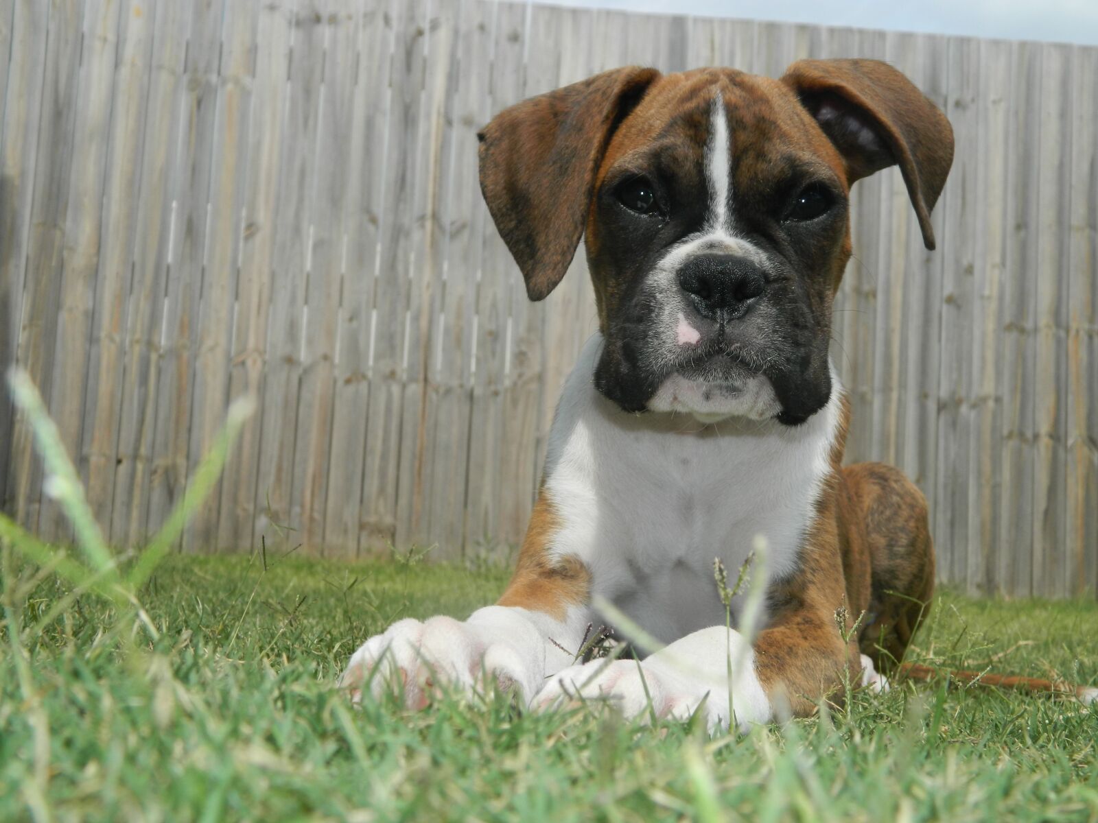 Nikon Coolpix L120 sample photo. Puppy, boxer, dog photography
