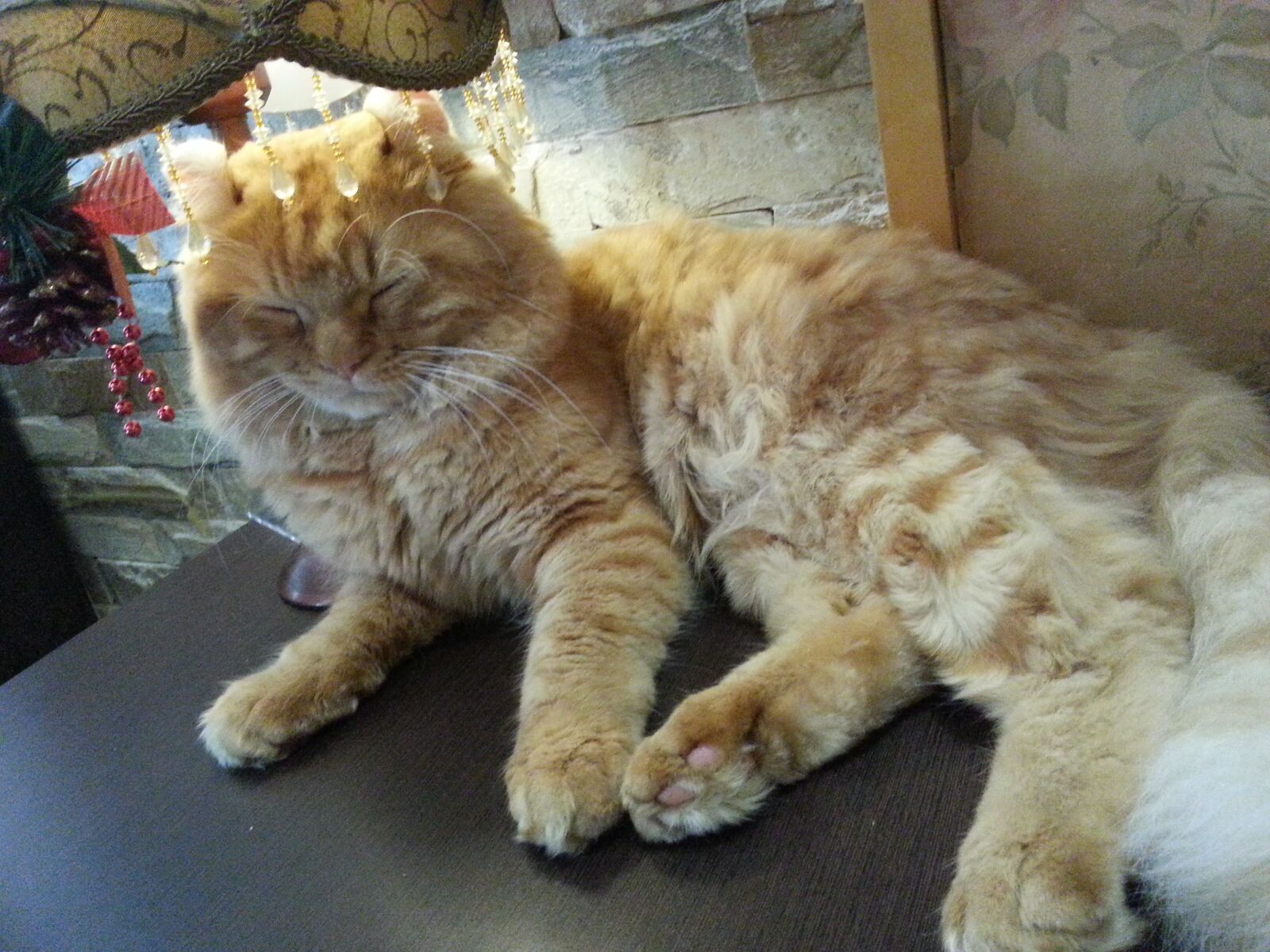 Samsung Galaxy Note2 sample photo. Volume ear cat, cat photography