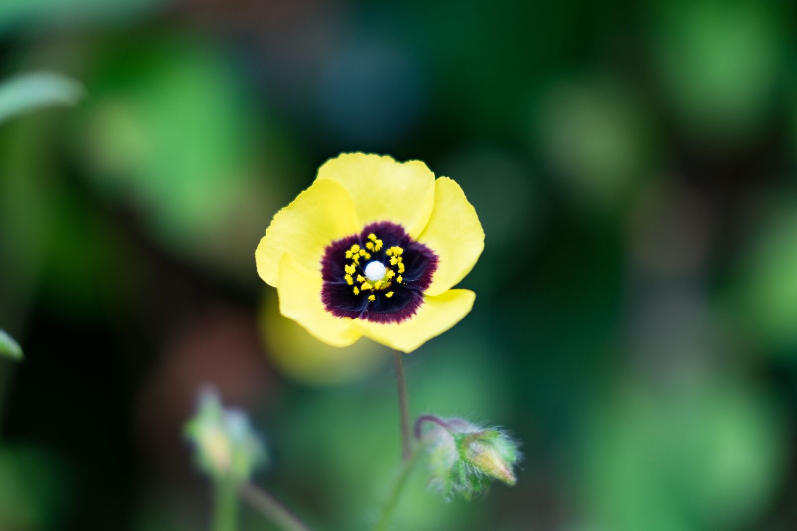 Fujifilm X-T10 sample photo. Flower, nature, summer photography
