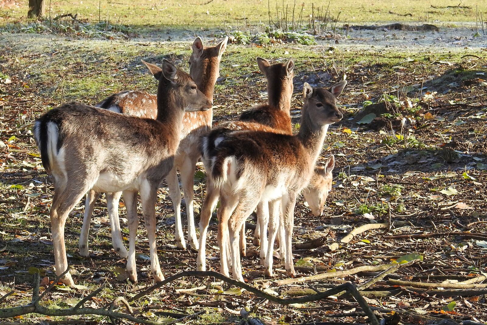Nikon Coolpix P900 sample photo. Deer, forest, glade photography