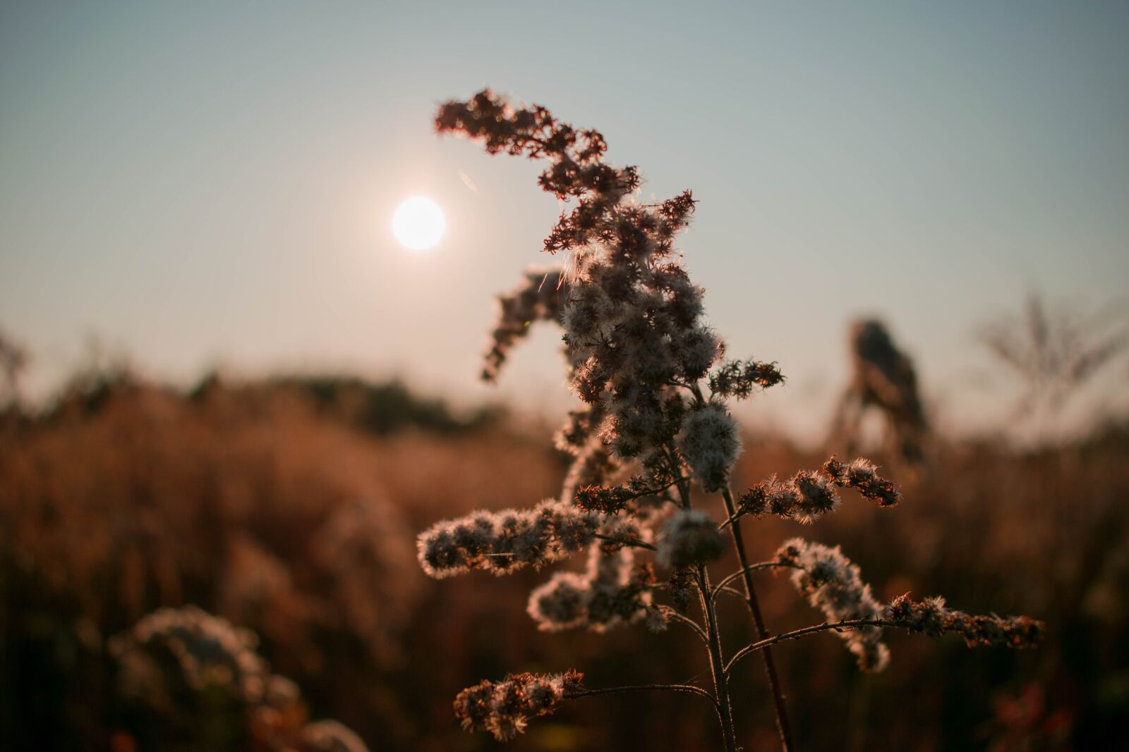 Nikon D3300 sample photo. Field, autumn, landscape photography