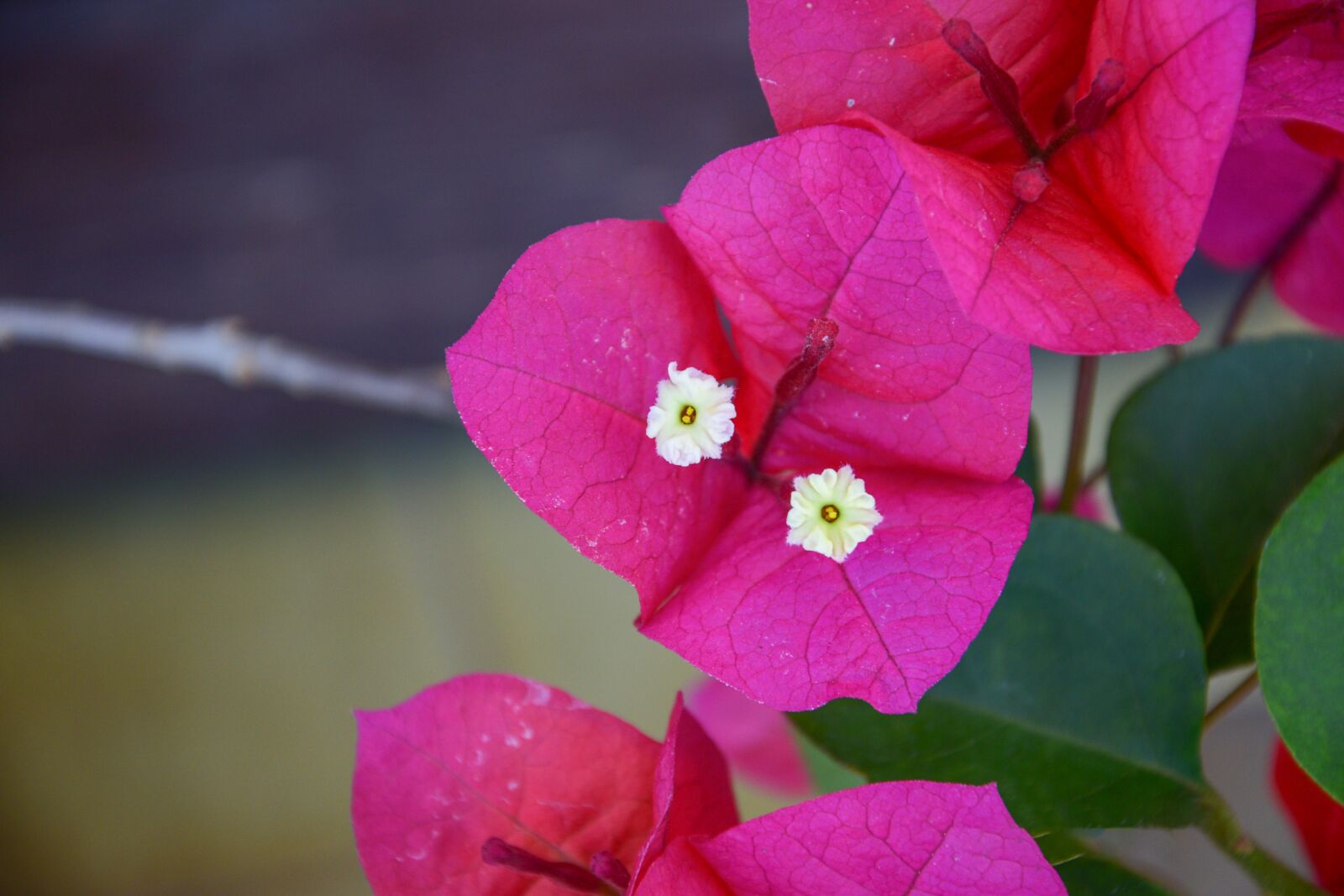 Nikon D3300 sample photo. Flower, garden, summer photography
