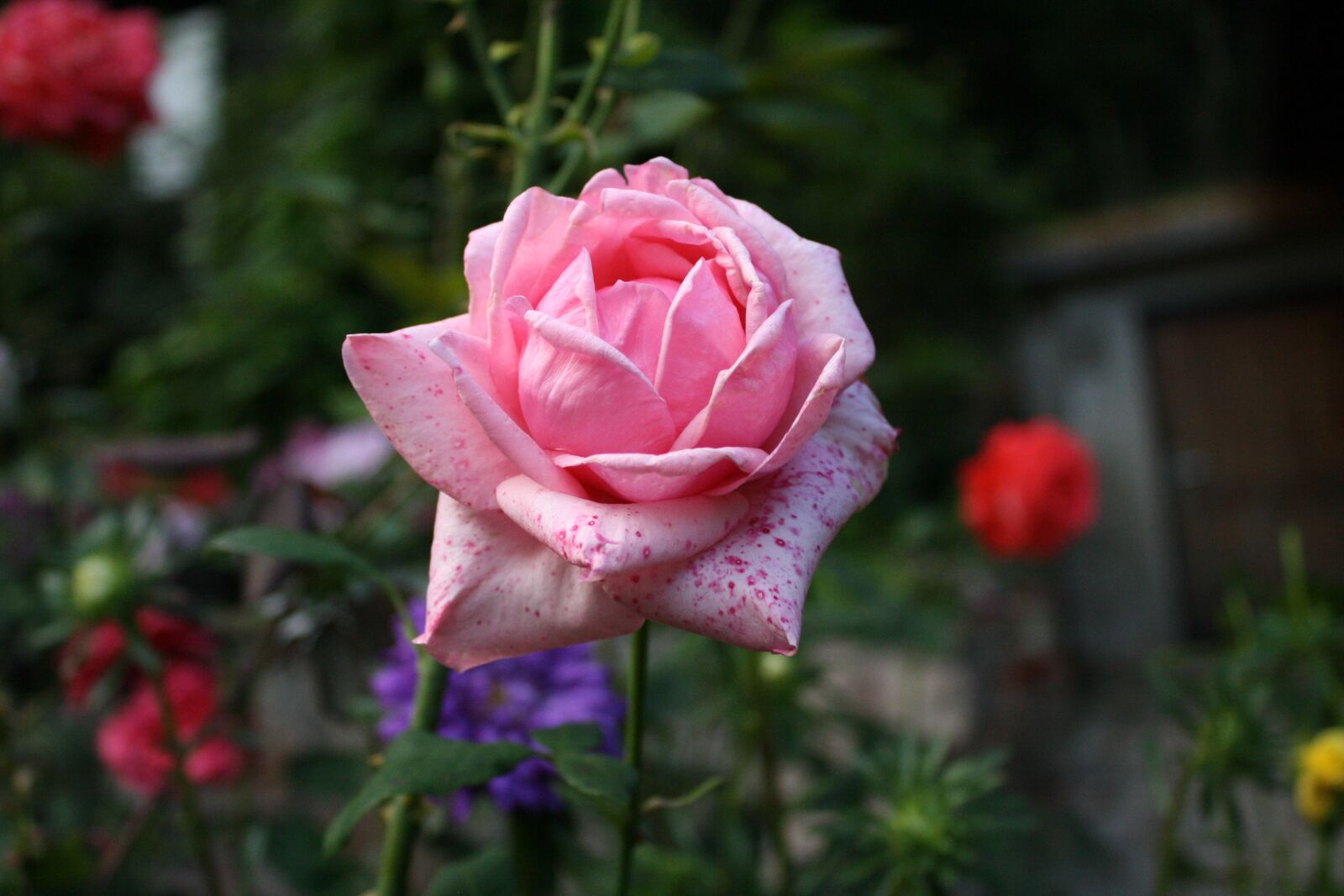 Canon EOS 1000D (EOS Digital Rebel XS / EOS Kiss F) sample photo. Rose, flower, nature photography