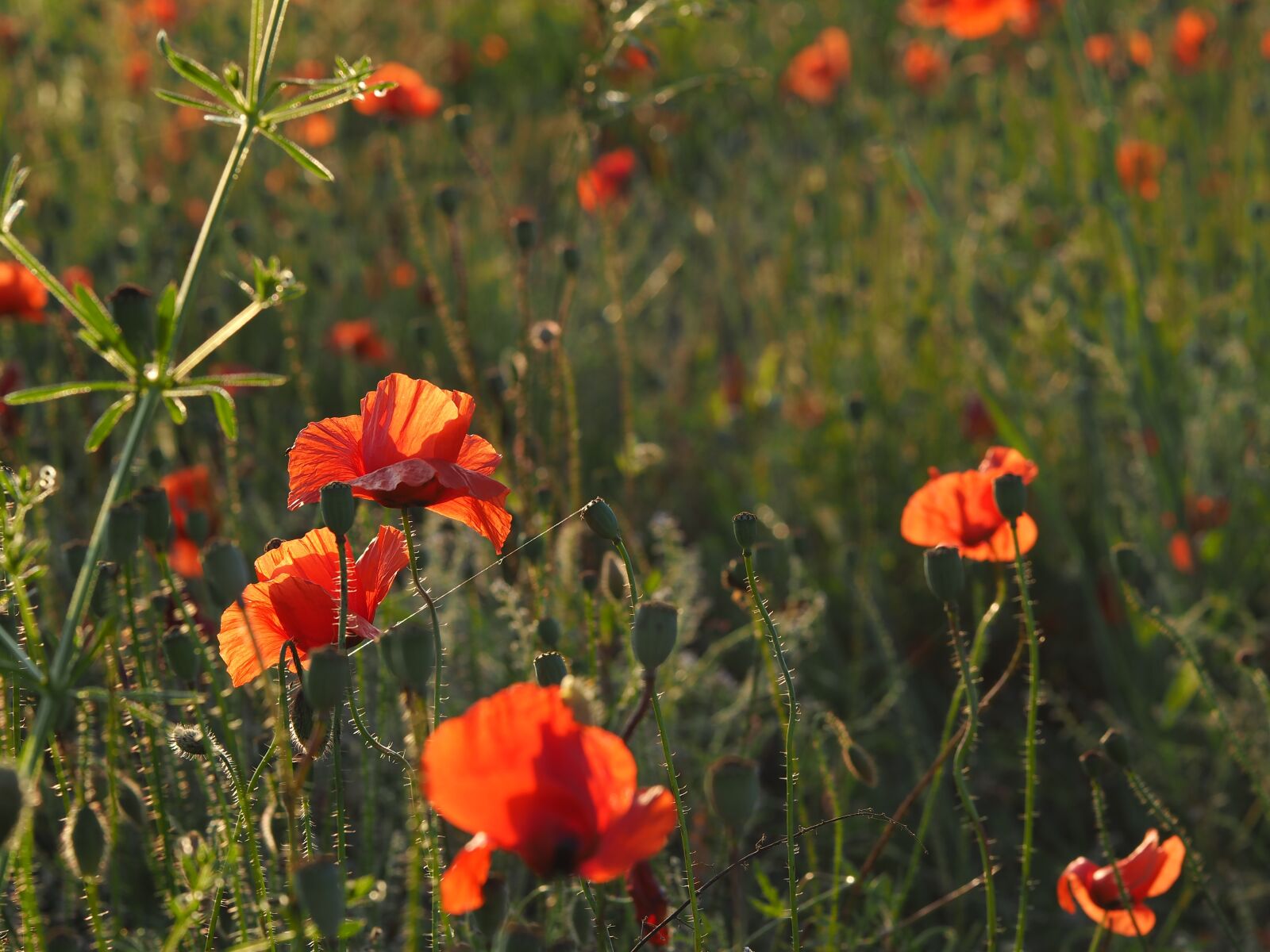 Sigma 60mm F2.8 DN Art sample photo. Poppy, field of poppies photography