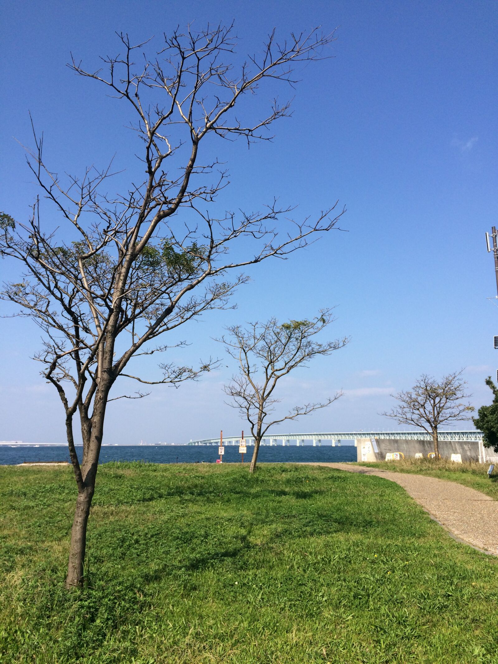 iPhone 5s back camera 4.15mm f/2.2 sample photo. Tree, park, green photography