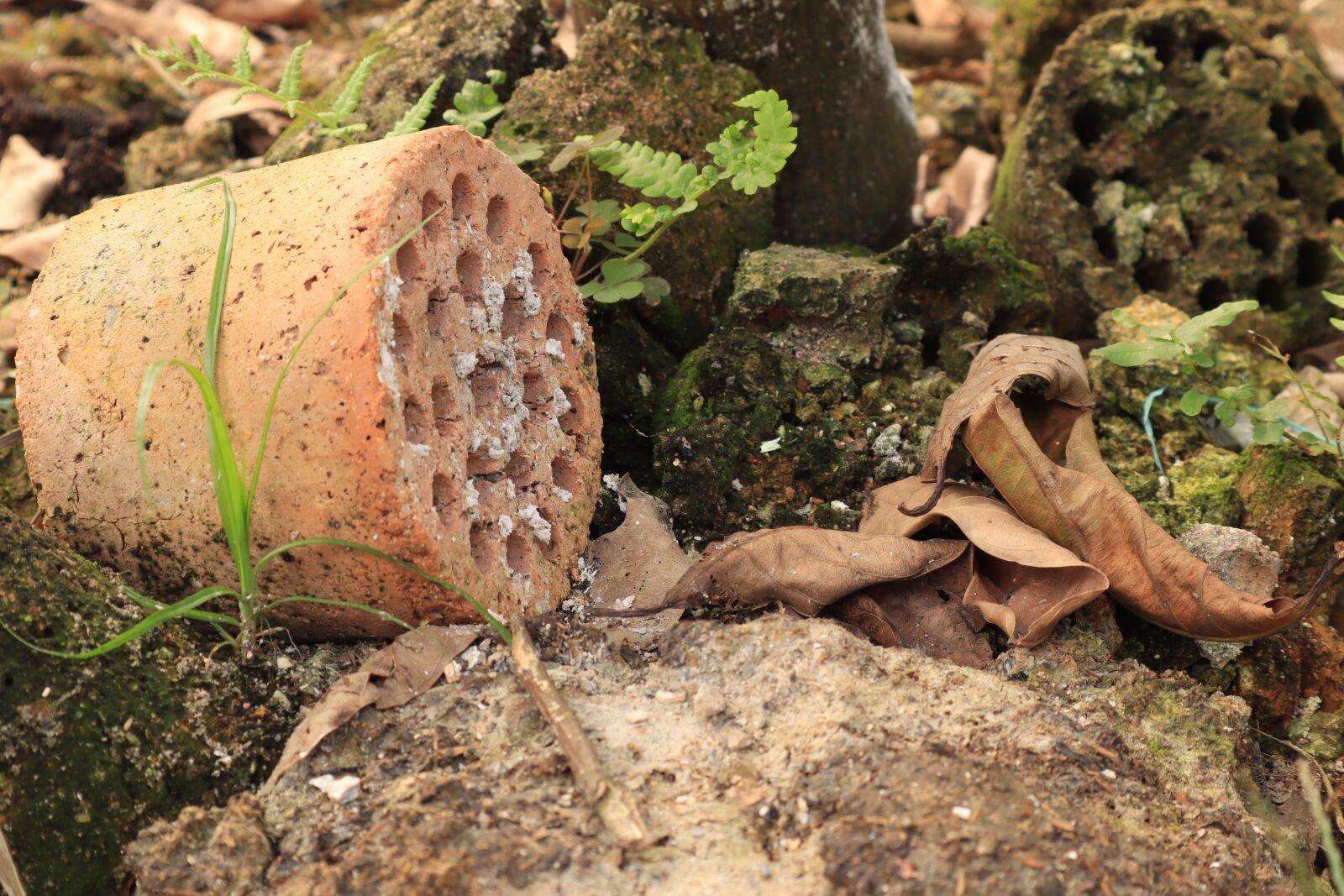 Canon EOS M50 (EOS Kiss M) sample photo. The garden, tree, slag photography