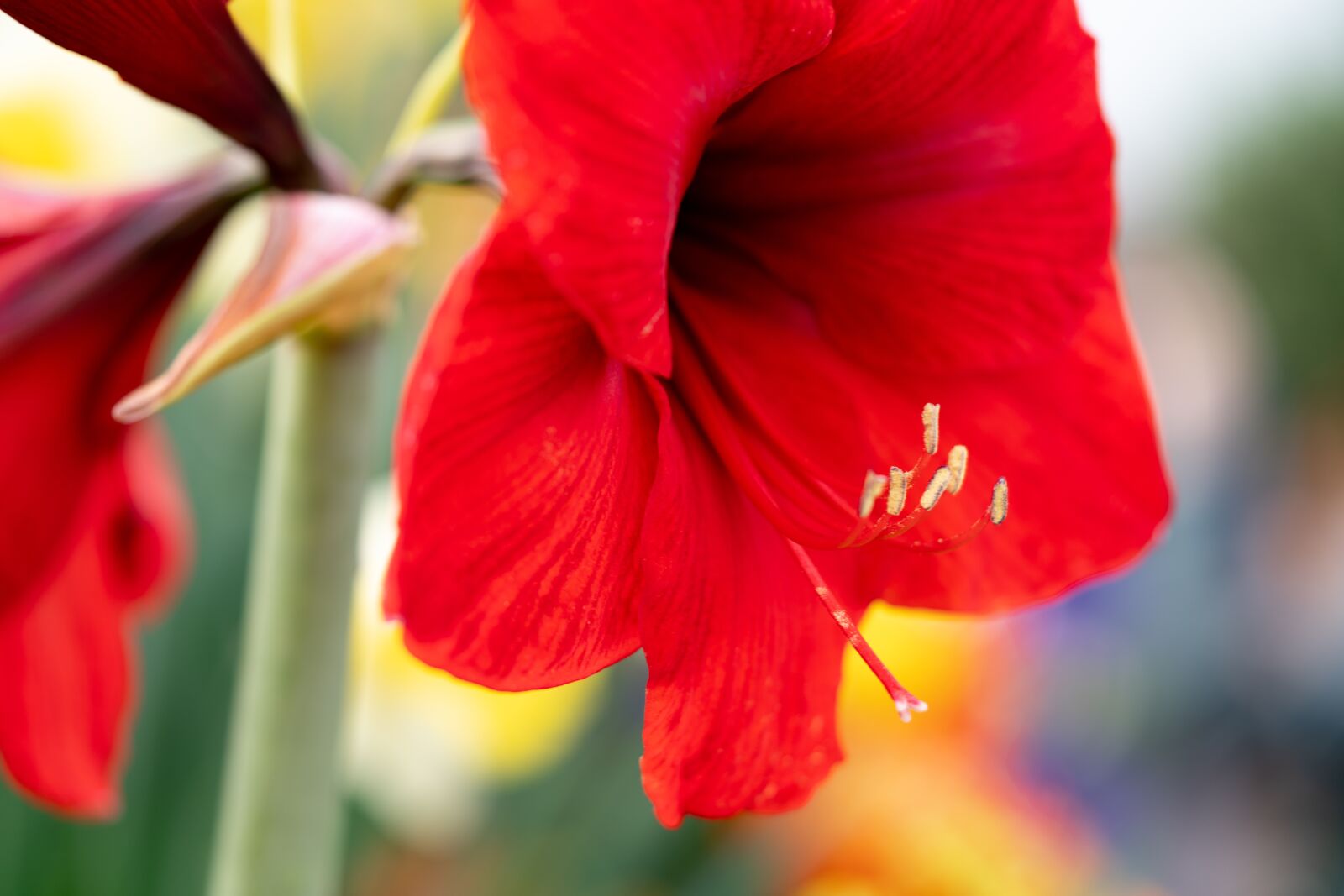 Sony a7R II + Sony FE 90mm F2.8 Macro G OSS sample photo. Amaryllis, flowers, macro photography