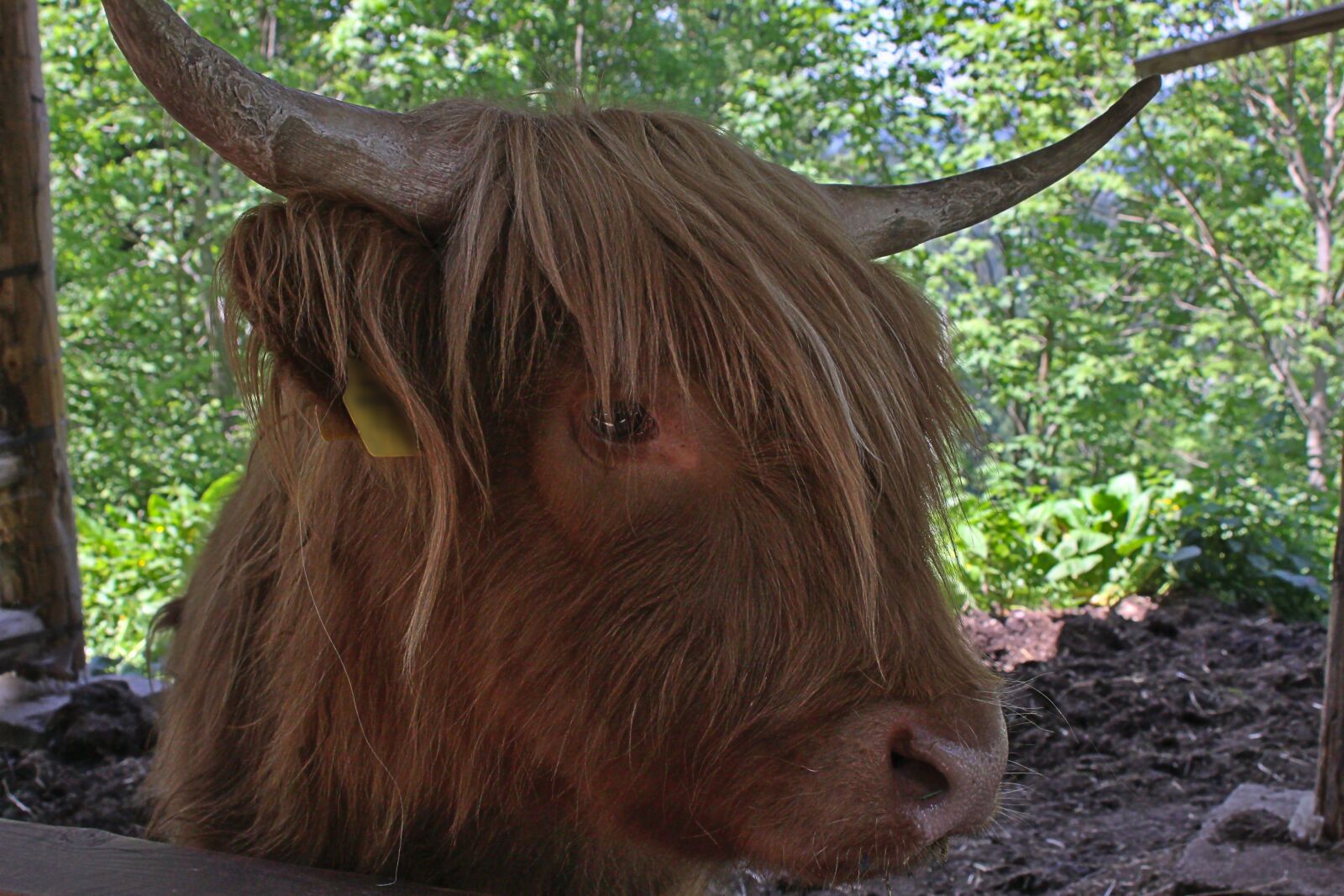 Canon EOS 650D (EOS Rebel T4i / EOS Kiss X6i) sample photo. Animal, portrait, horn photography