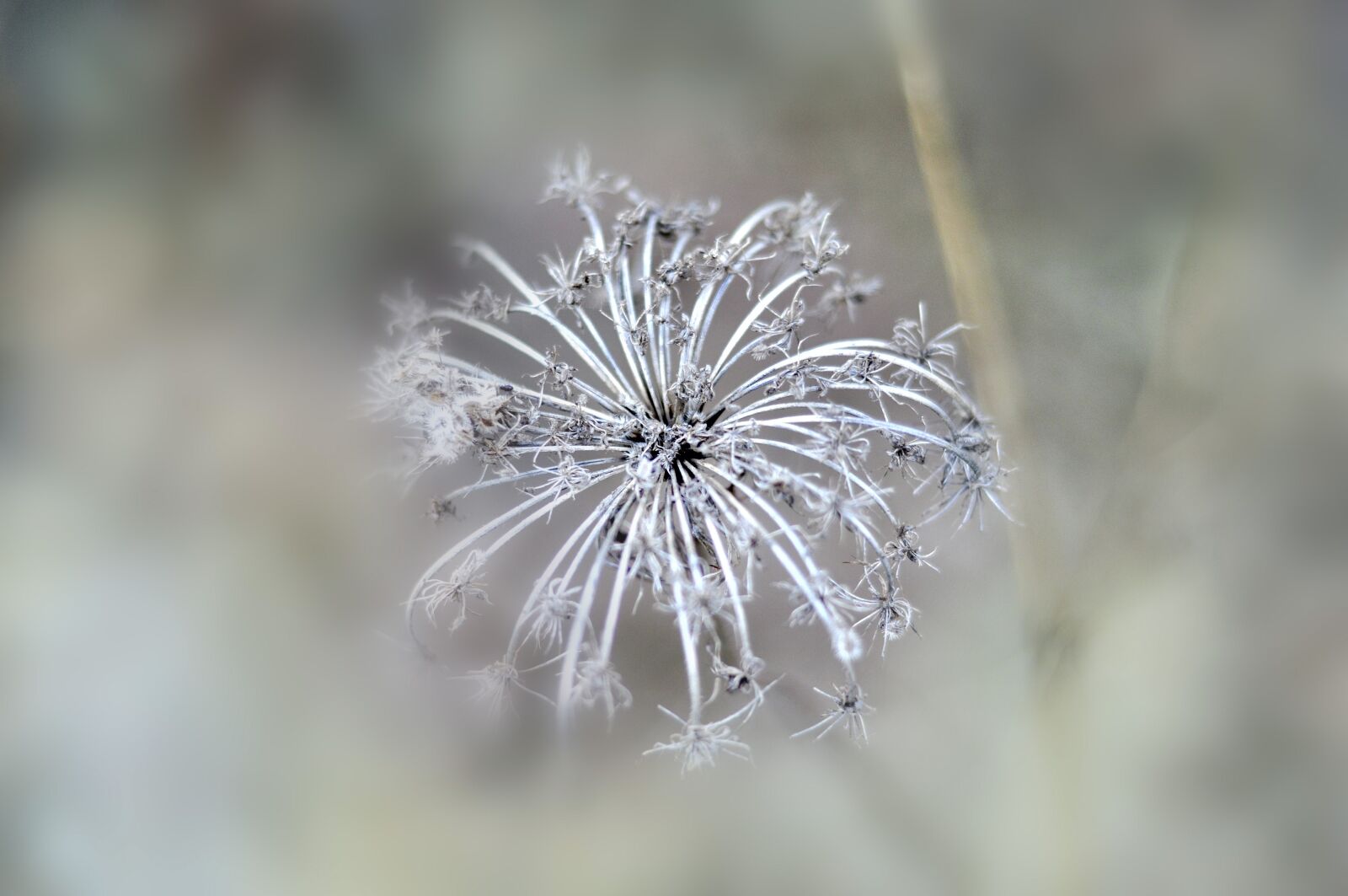 Nikon D90 sample photo. Plant, nature, flower photography