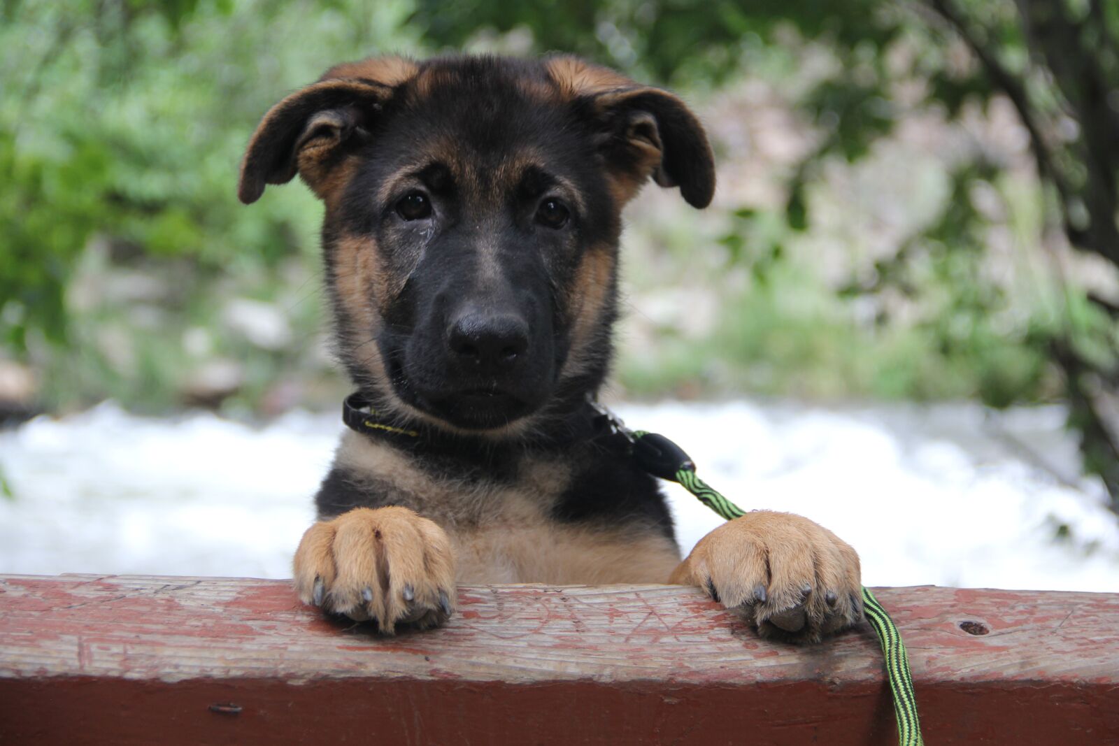 Canon EOS 60D sample photo. German shepherd, german shepherd photography