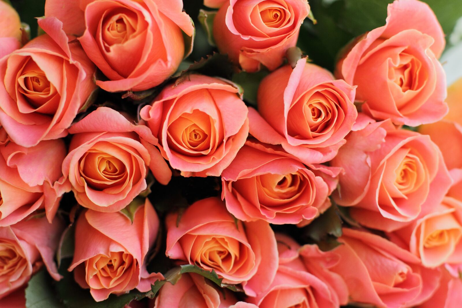 Canon EOS 7D sample photo. Background, bouquet, bright photography