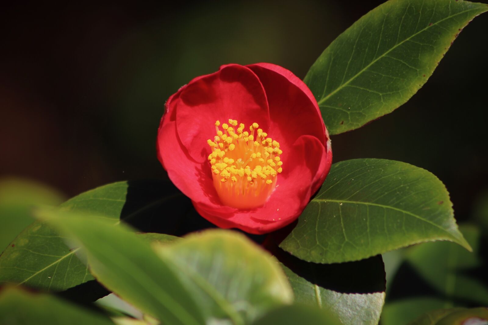 Canon EOS 800D (EOS Rebel T7i / EOS Kiss X9i) sample photo. Camellia, camellia flower, blossom photography