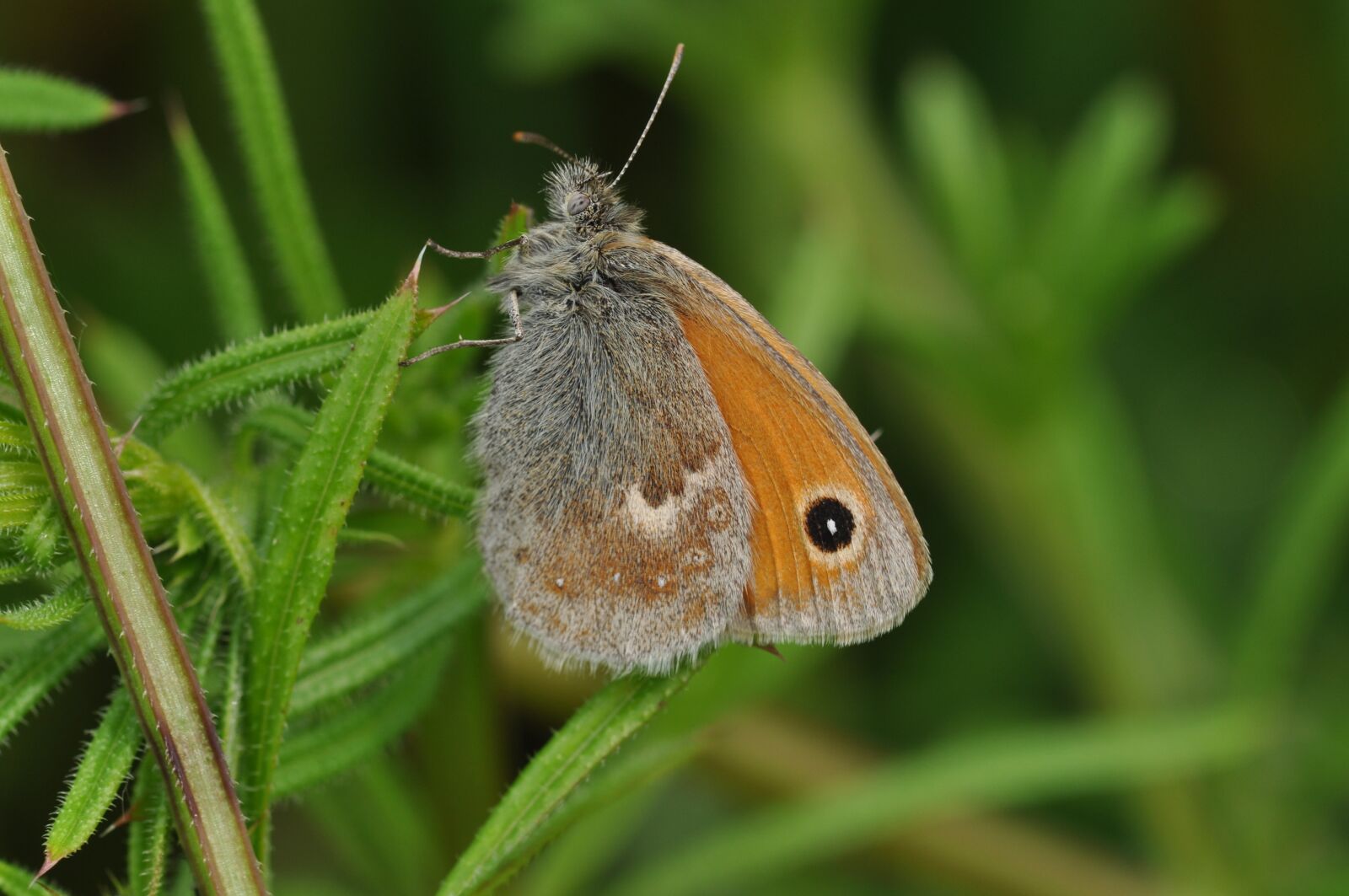 Nikon D5000 sample photo. Hooibeestje, butterfly, spring photography
