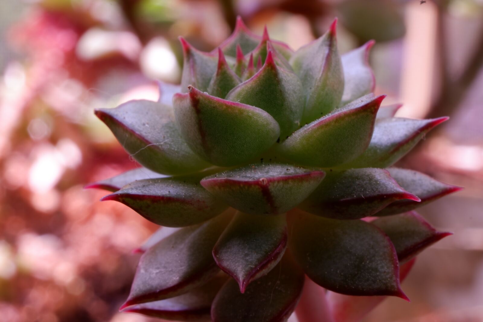 Fujifilm X-A3 sample photo. Succulent, cactus, plant photography