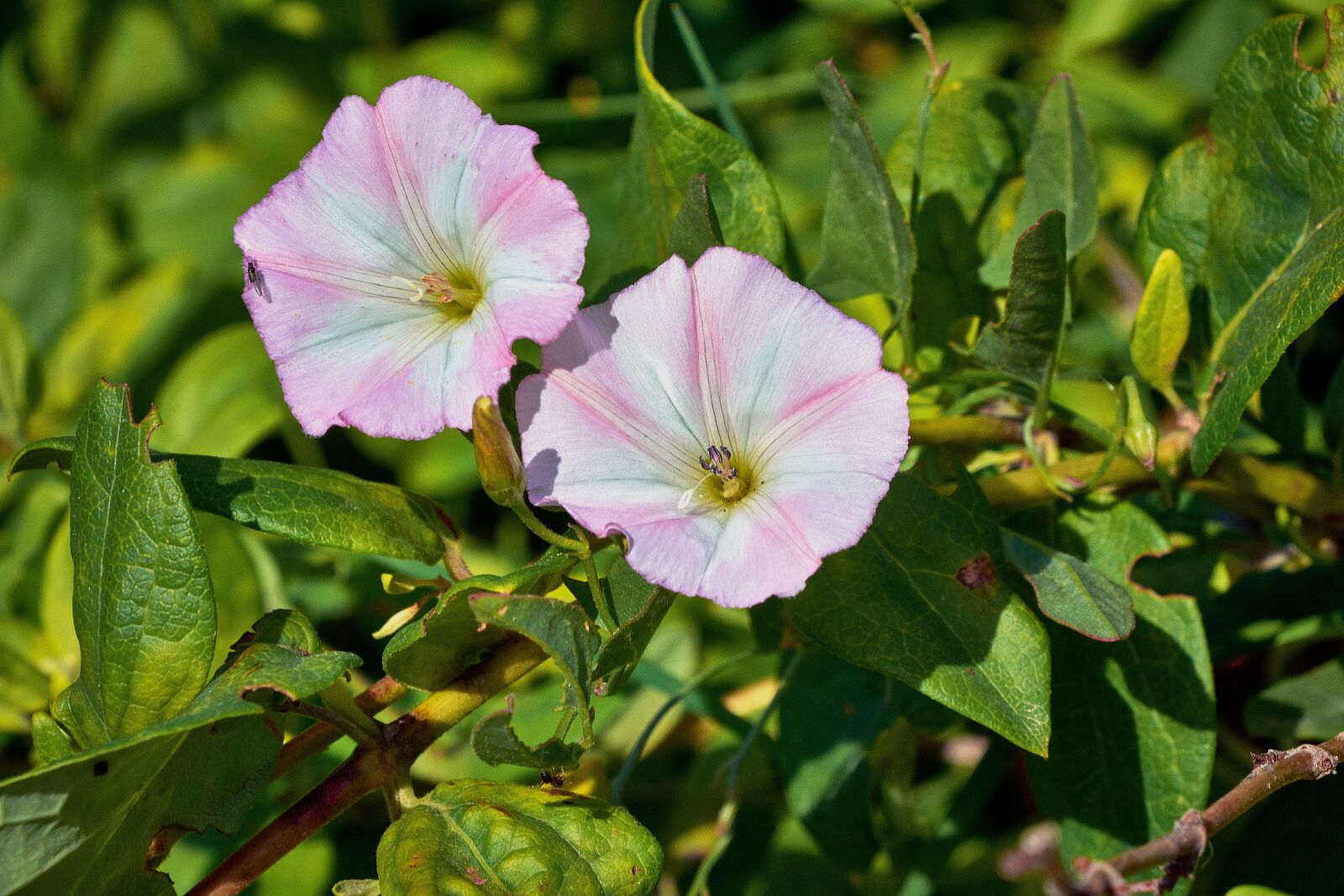 Nikon D7200 sample photo. Flower, color, plant photography