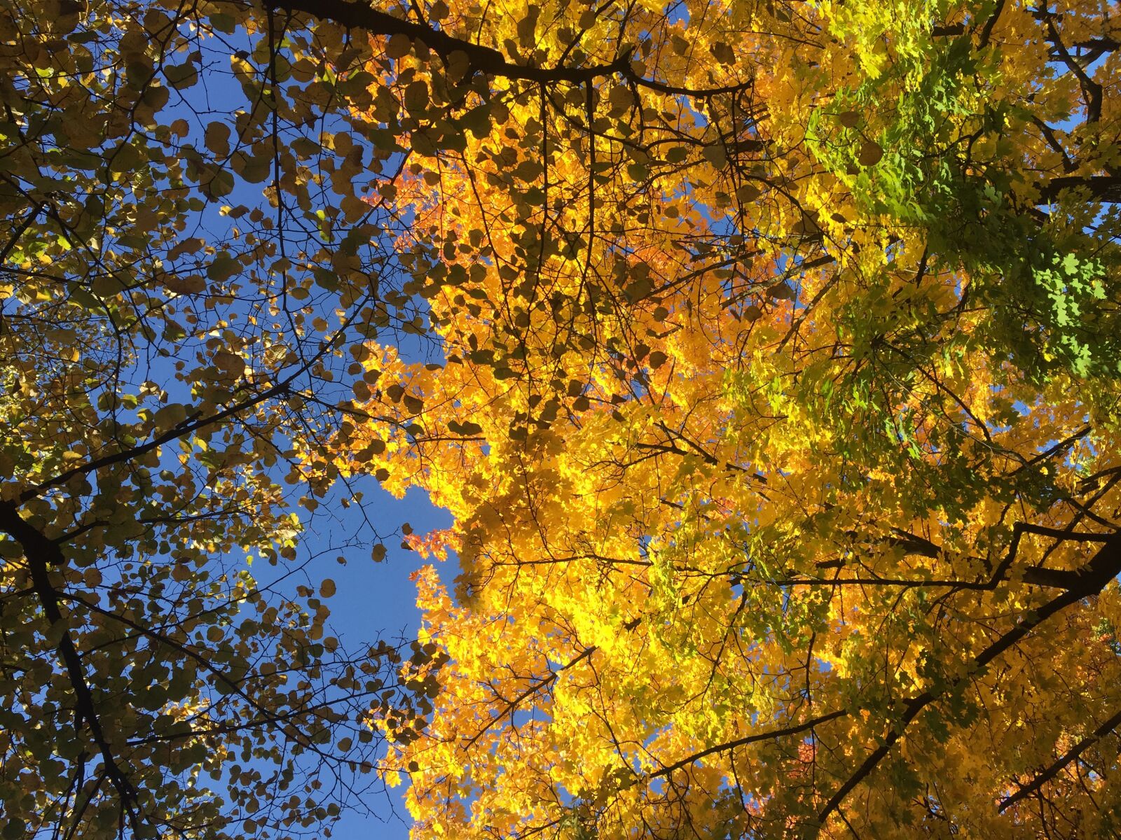 iPhone 6 back camera 4.15mm f/2.2 sample photo. Autumn, munich, schwabing photography