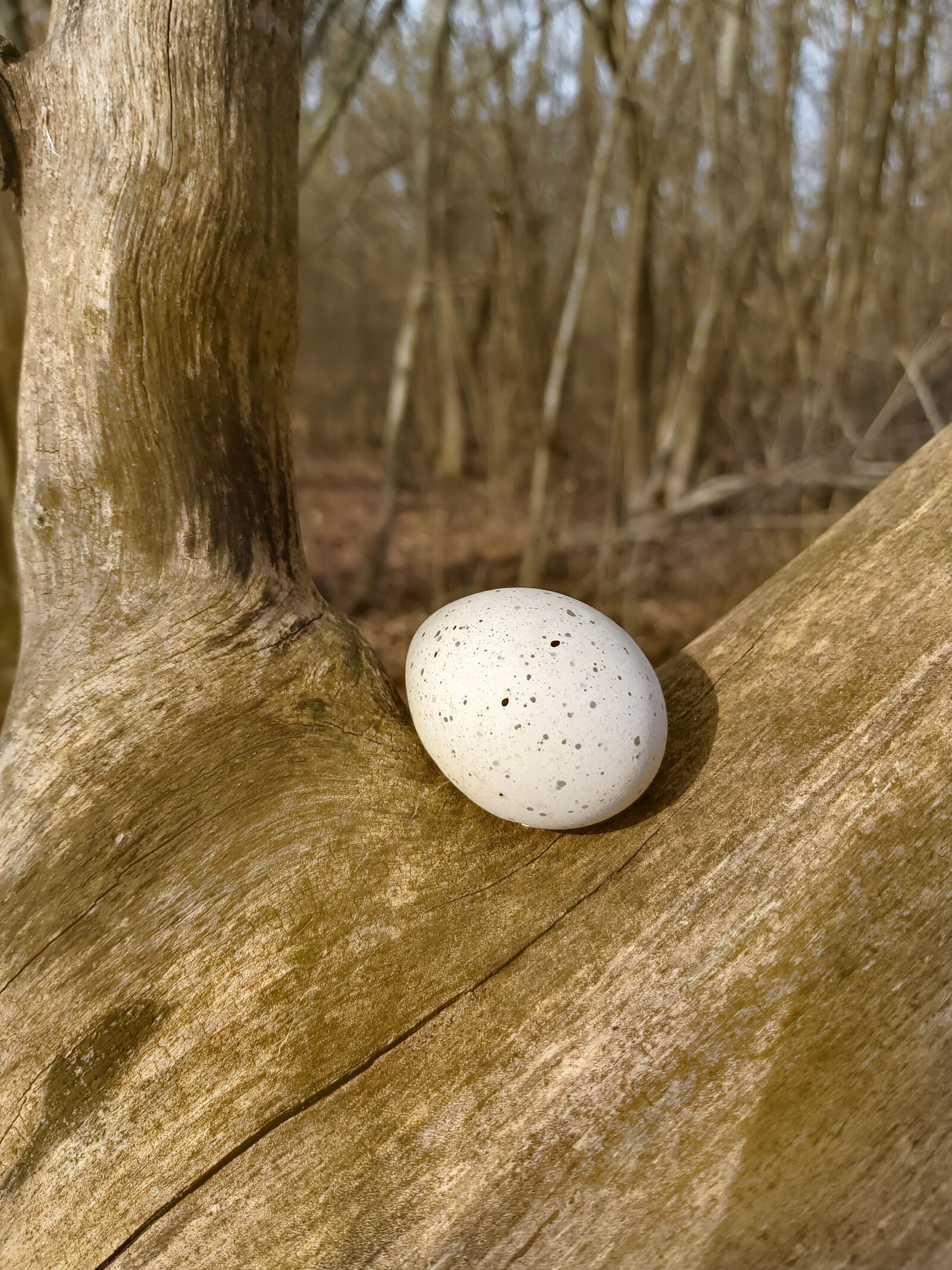 Samsung Galaxy A70 sample photo. Nature, bird world, egg photography