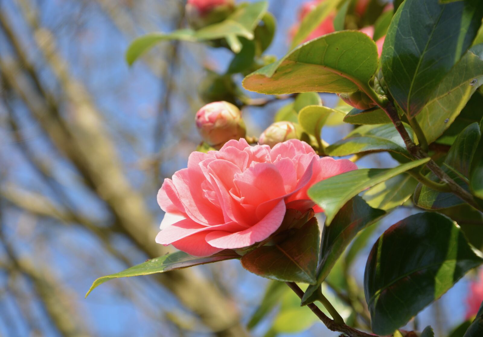 Nikon D5200 sample photo. Flower of camellia, pink photography