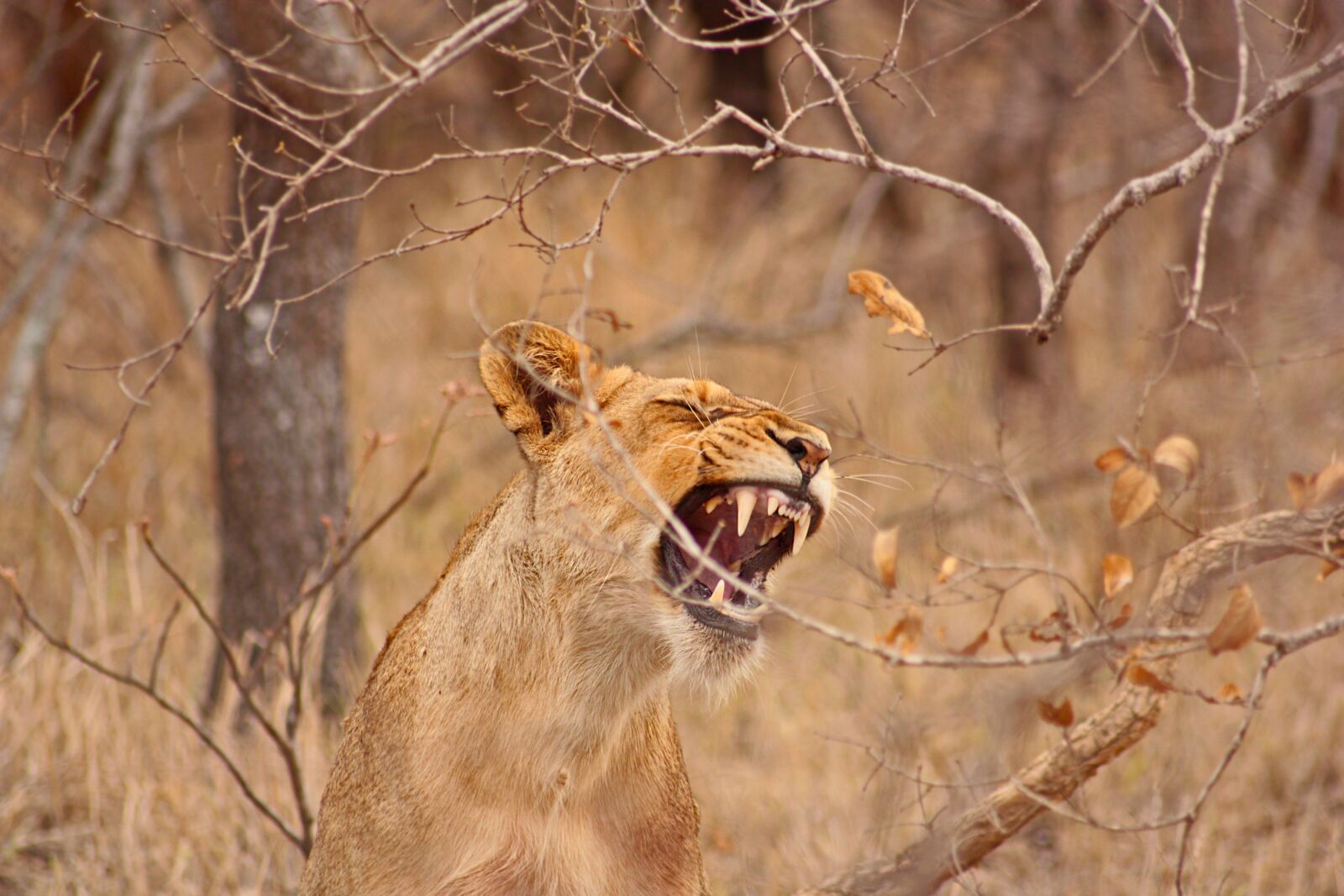 Canon EOS 450D (EOS Rebel XSi / EOS Kiss X2) sample photo. Lion, lioness, safari photography