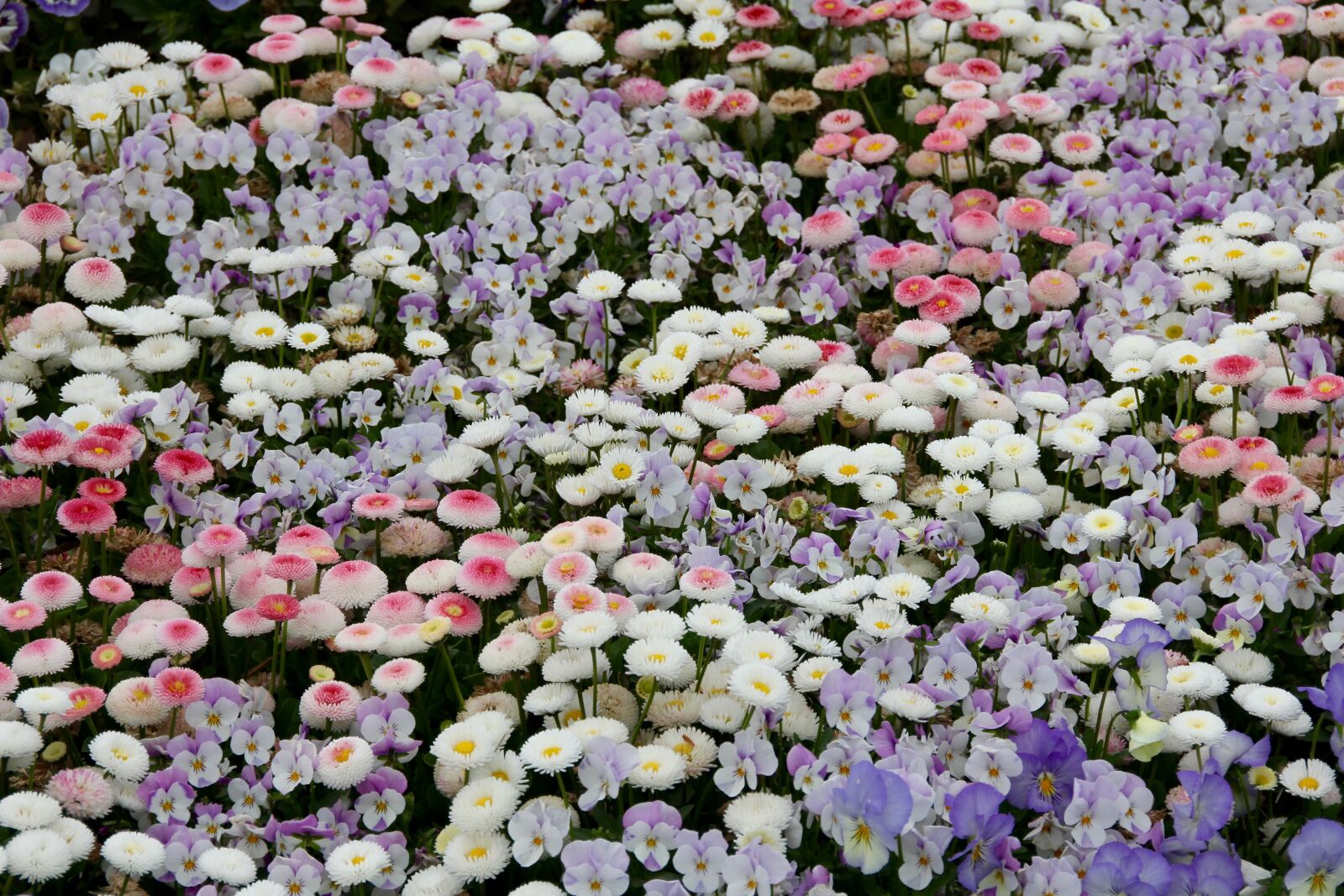 Canon EOS 60D sample photo. Violet, daisy, geese flower photography