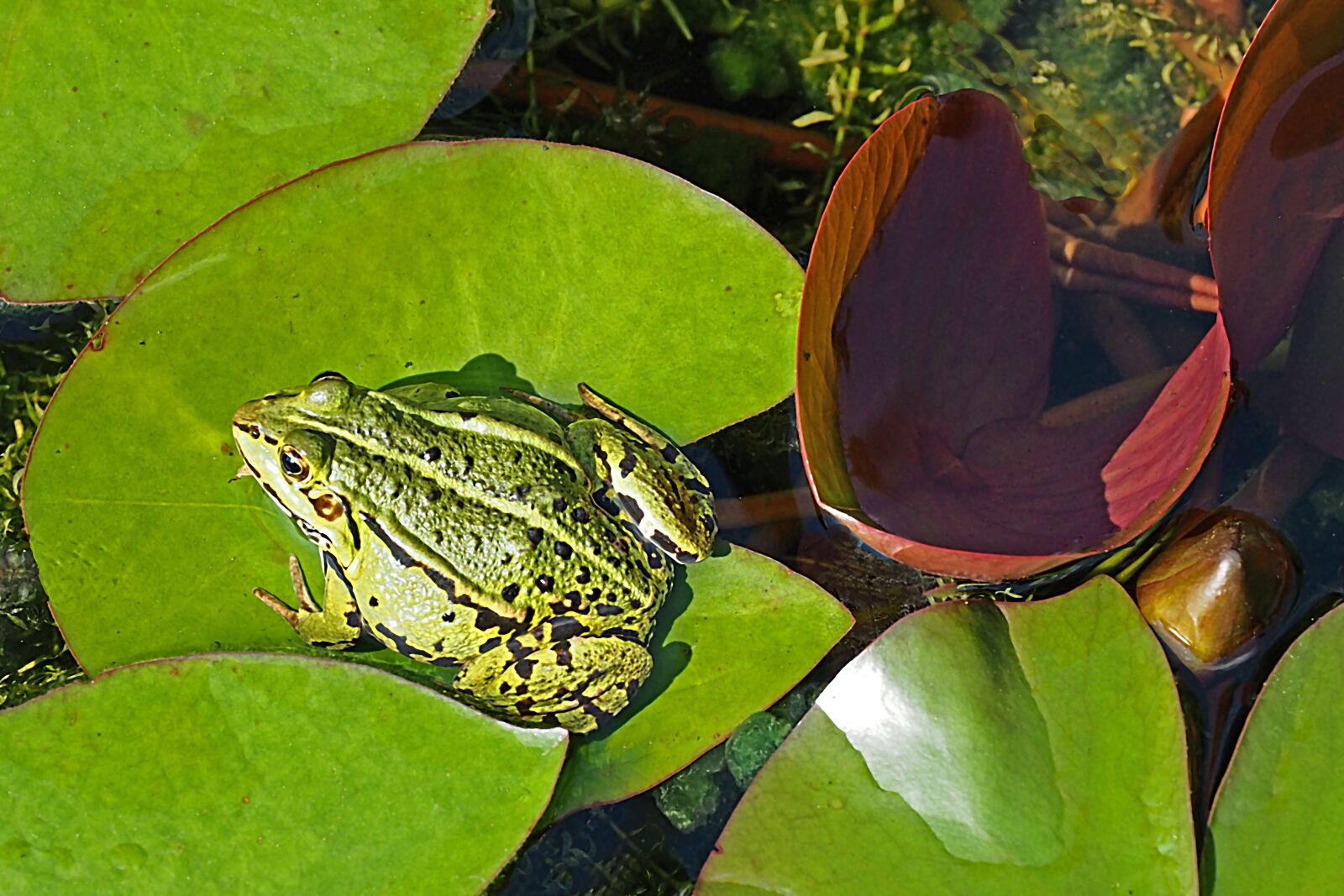 Olympus OM-D E-M5 II sample photo. Frog, water plants, water photography