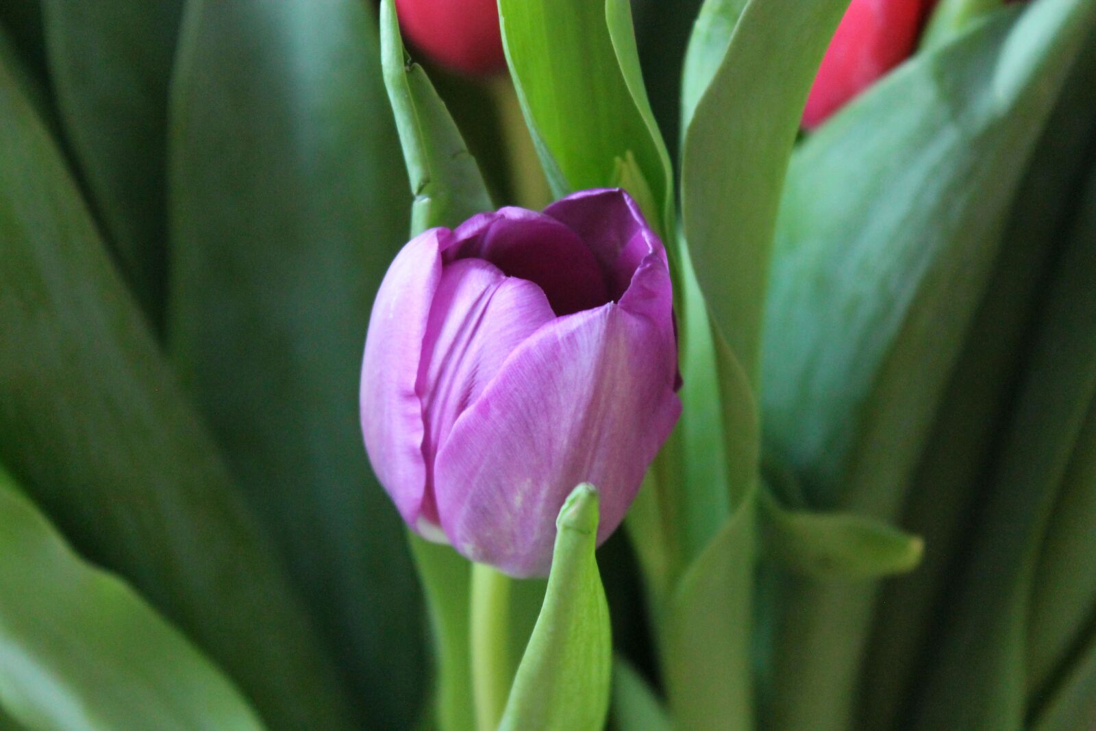 Canon EF-S 18-55mm F3.5-5.6 IS II sample photo. Tulip, tulips, purple tulip photography