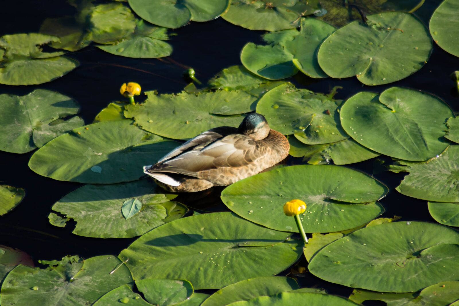 Canon EOS 60D sample photo. Summer, body of water photography