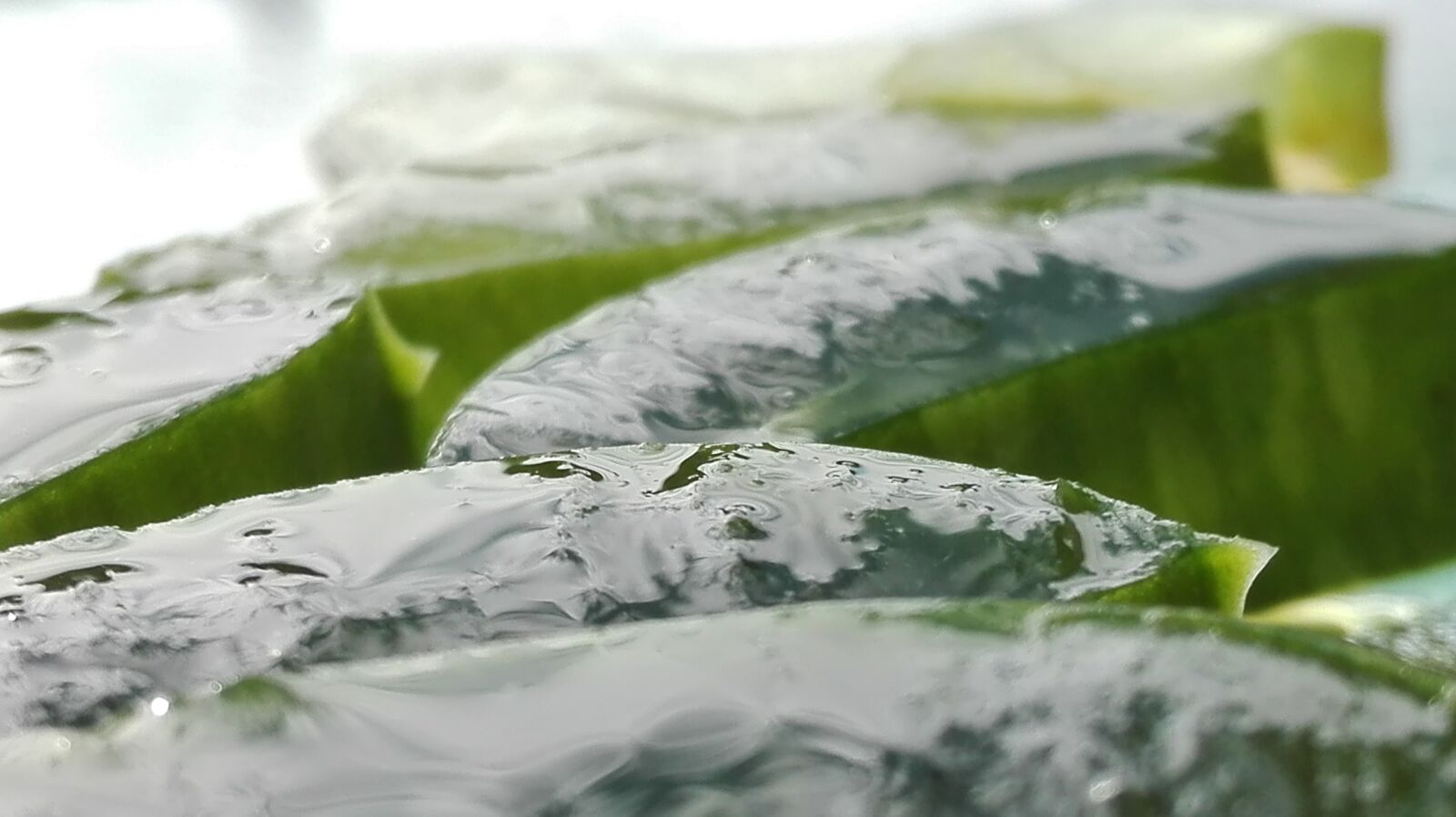 HUAWEI P8 Lite sample photo. Aloe, aloe vera, aloe photography