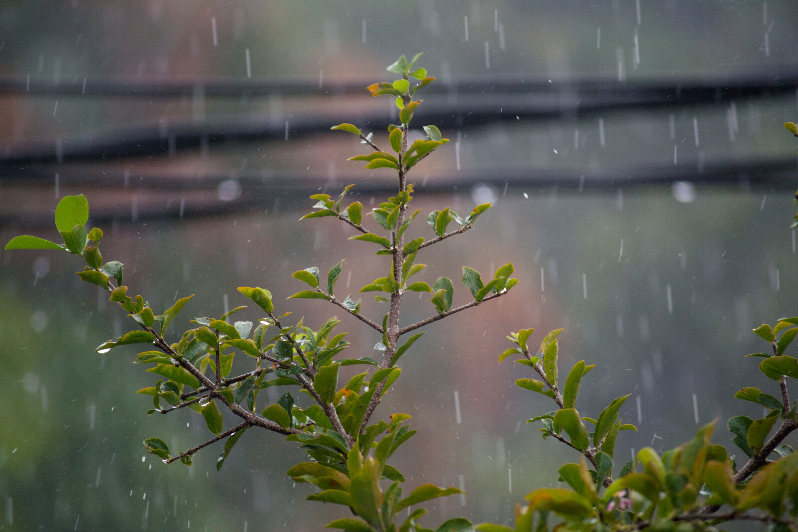 Nikon D3100 sample photo. After, the, rain, green photography