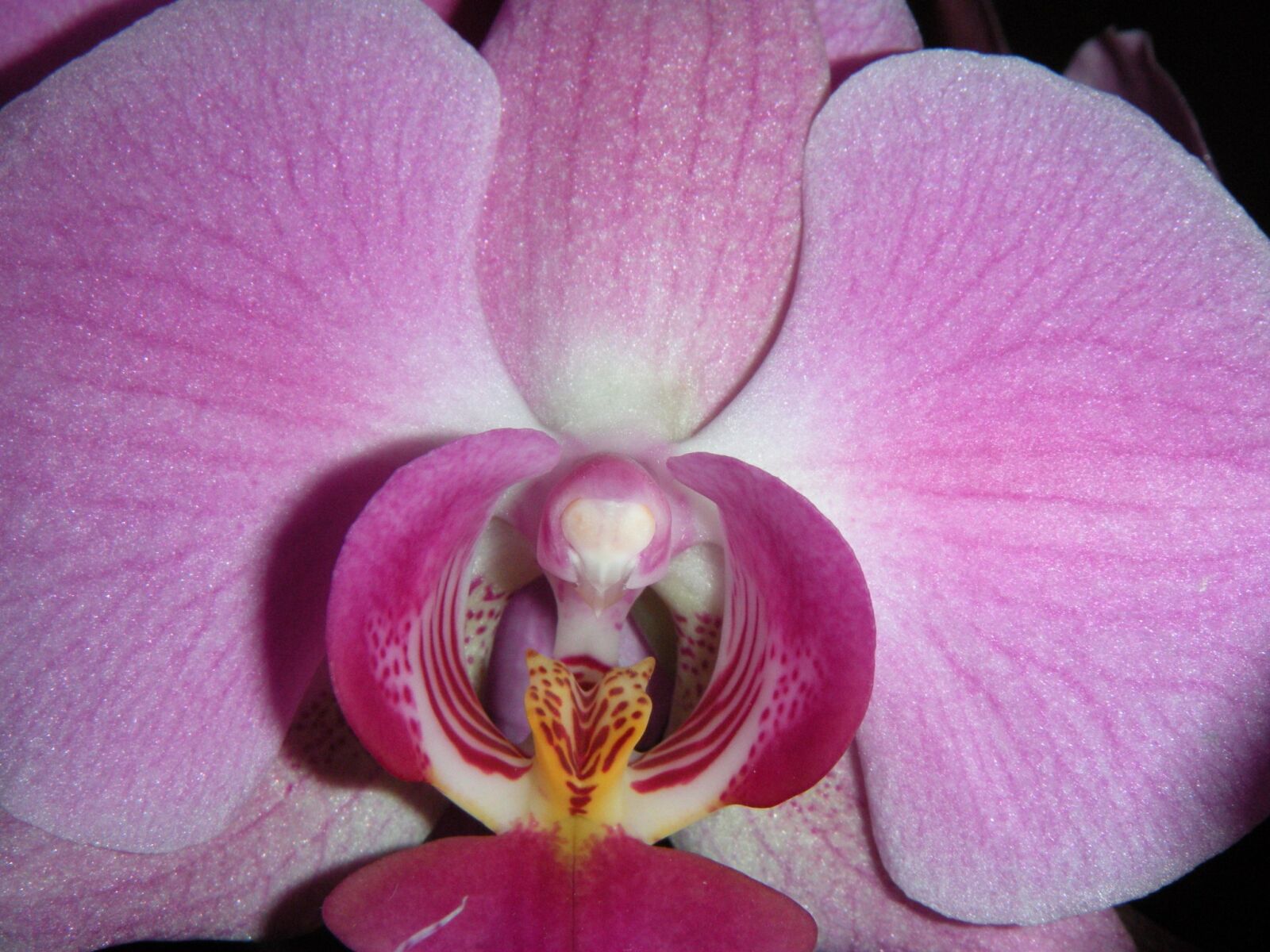 Nikon Coolpix S60 sample photo. Flower, petal, plant photography