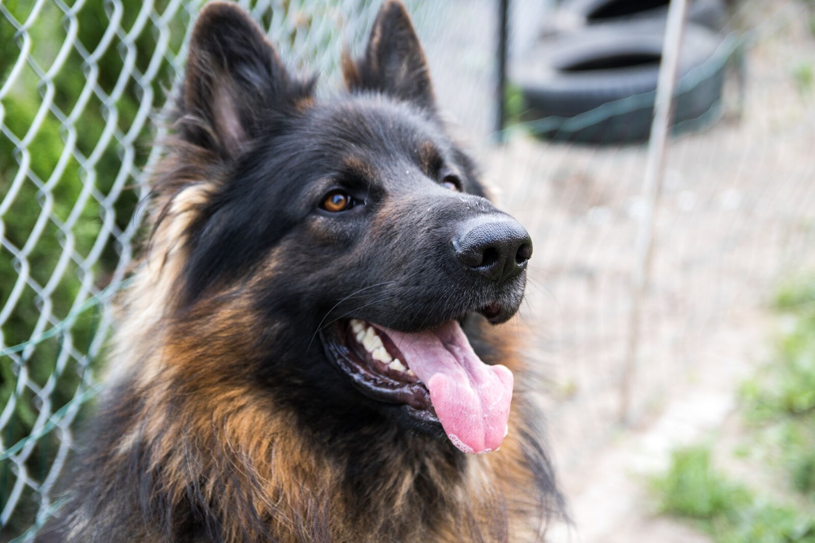 Canon EOS 760D (EOS Rebel T6s / EOS 8000D) sample photo. Dog, sheep-dog, german shepherd photography