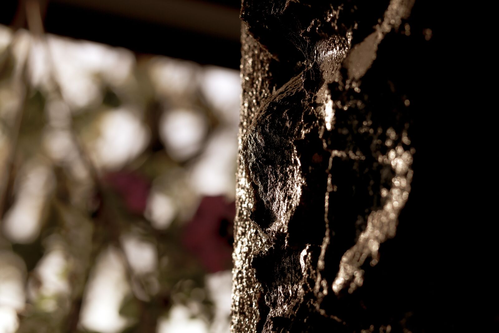 Canon EOS 750D (EOS Rebel T6i / EOS Kiss X8i) + Canon EF 50mm F1.8 STM sample photo. Dark, tree, wood photography