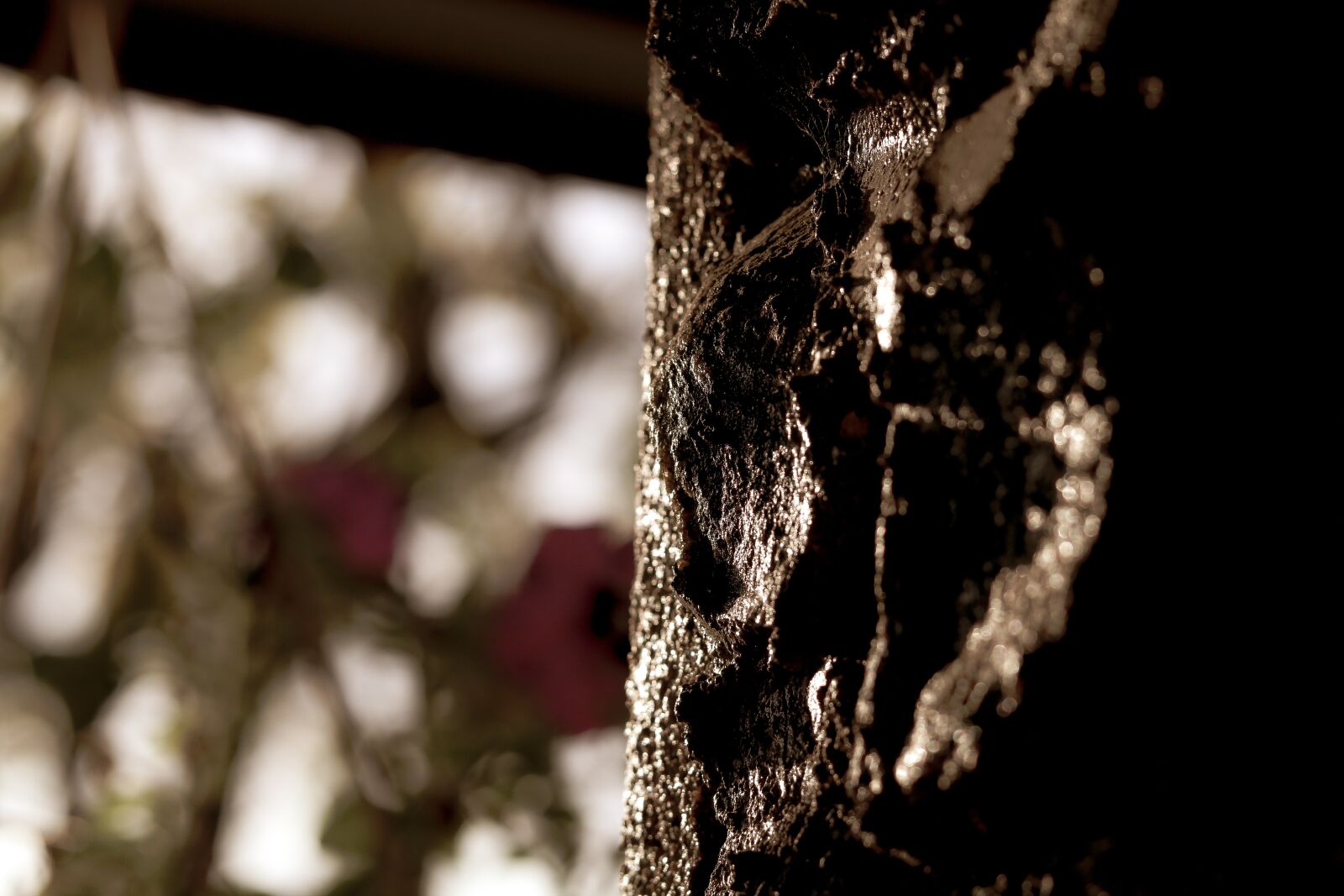 Canon EOS 750D (EOS Rebel T6i / EOS Kiss X8i) sample photo. Dark, tree, wood photography