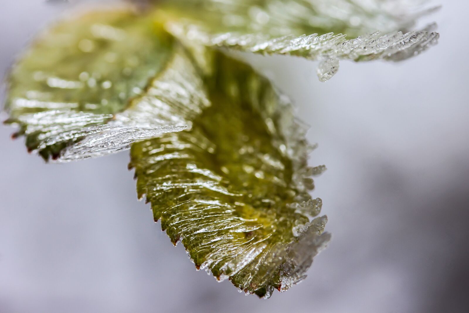 Canon EF-S 60mm F2.8 Macro USM sample photo. Ice, foliage, frozen photography