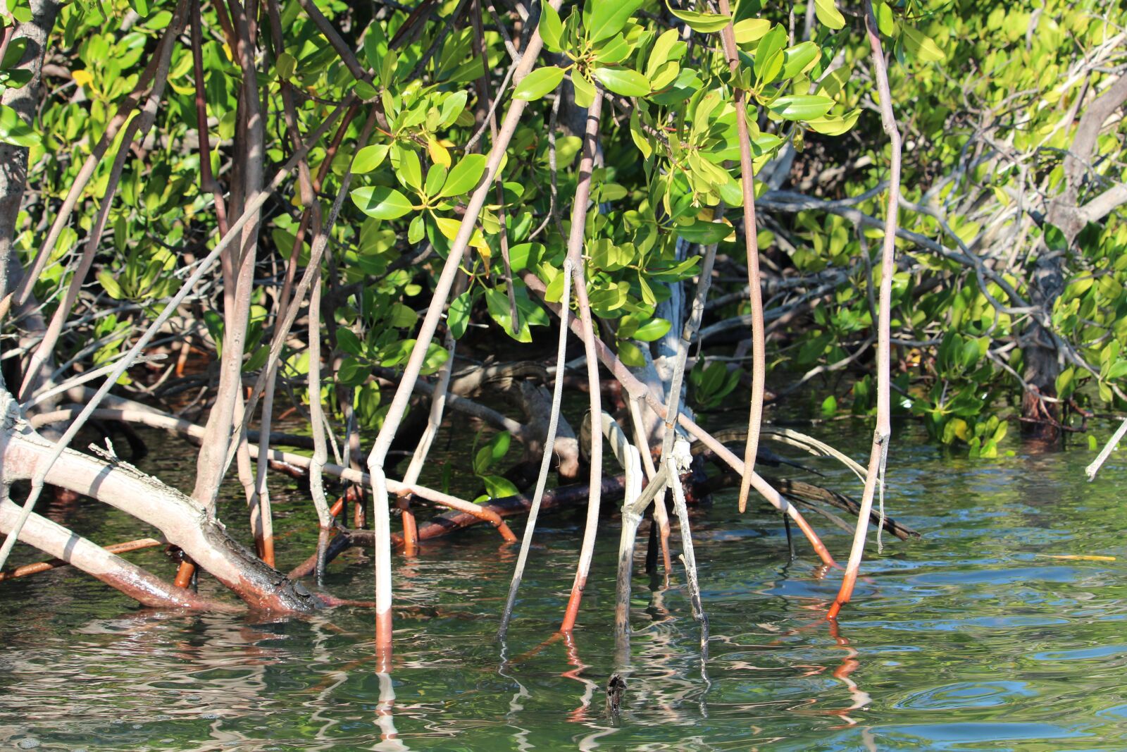 Canon EF-S 55-250mm F4-5.6 IS STM sample photo. Kimberley, mangroves, australia photography