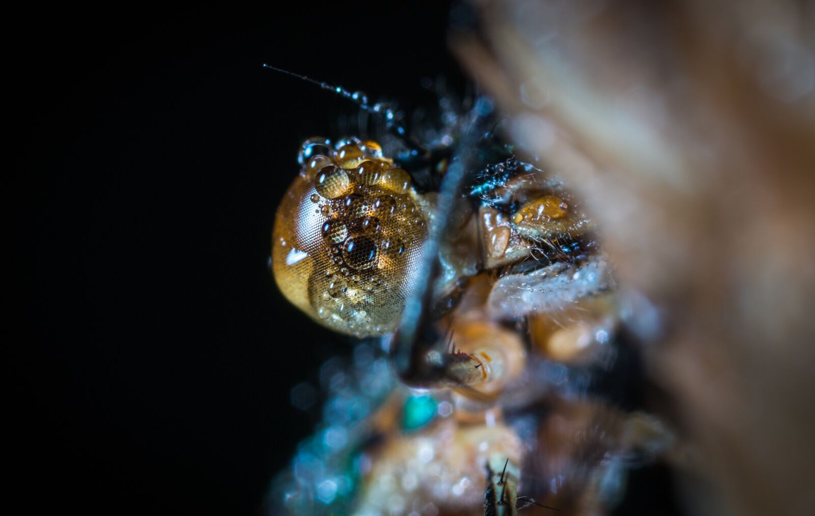 #124 65/2.8 sample photo. Insect, bespozvonochnoe, nature photography