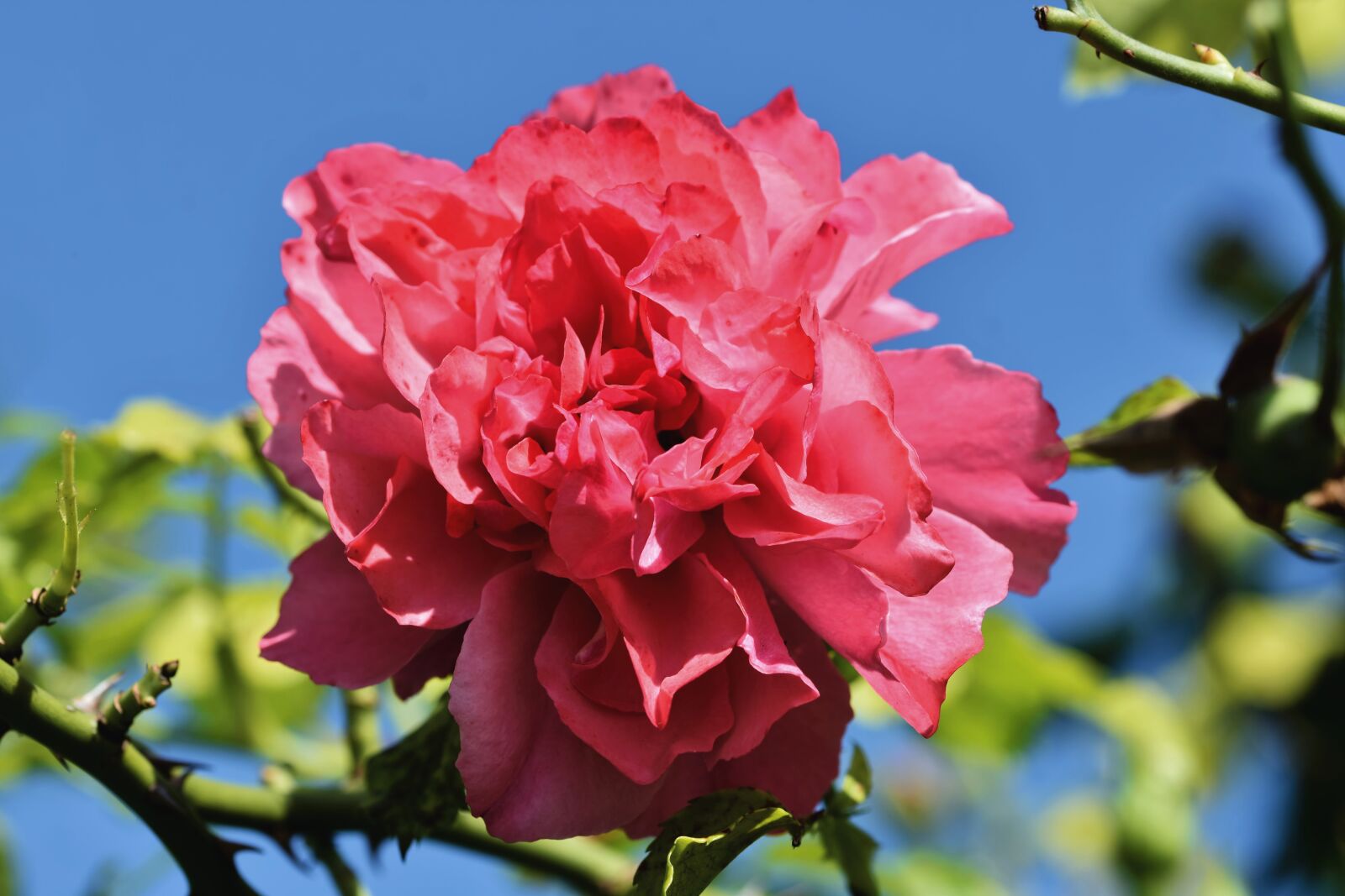 Nikon D7200 sample photo. Rose, rose bloom, red photography